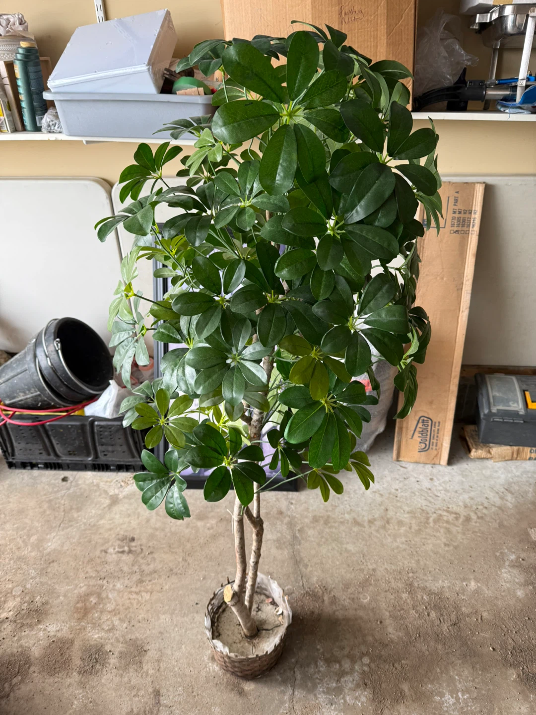 Plant