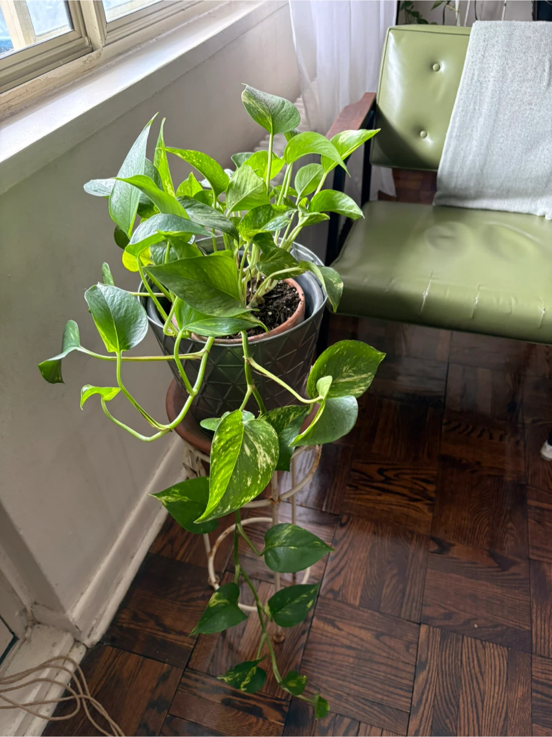 Pothos Plant in Pot - photo 4