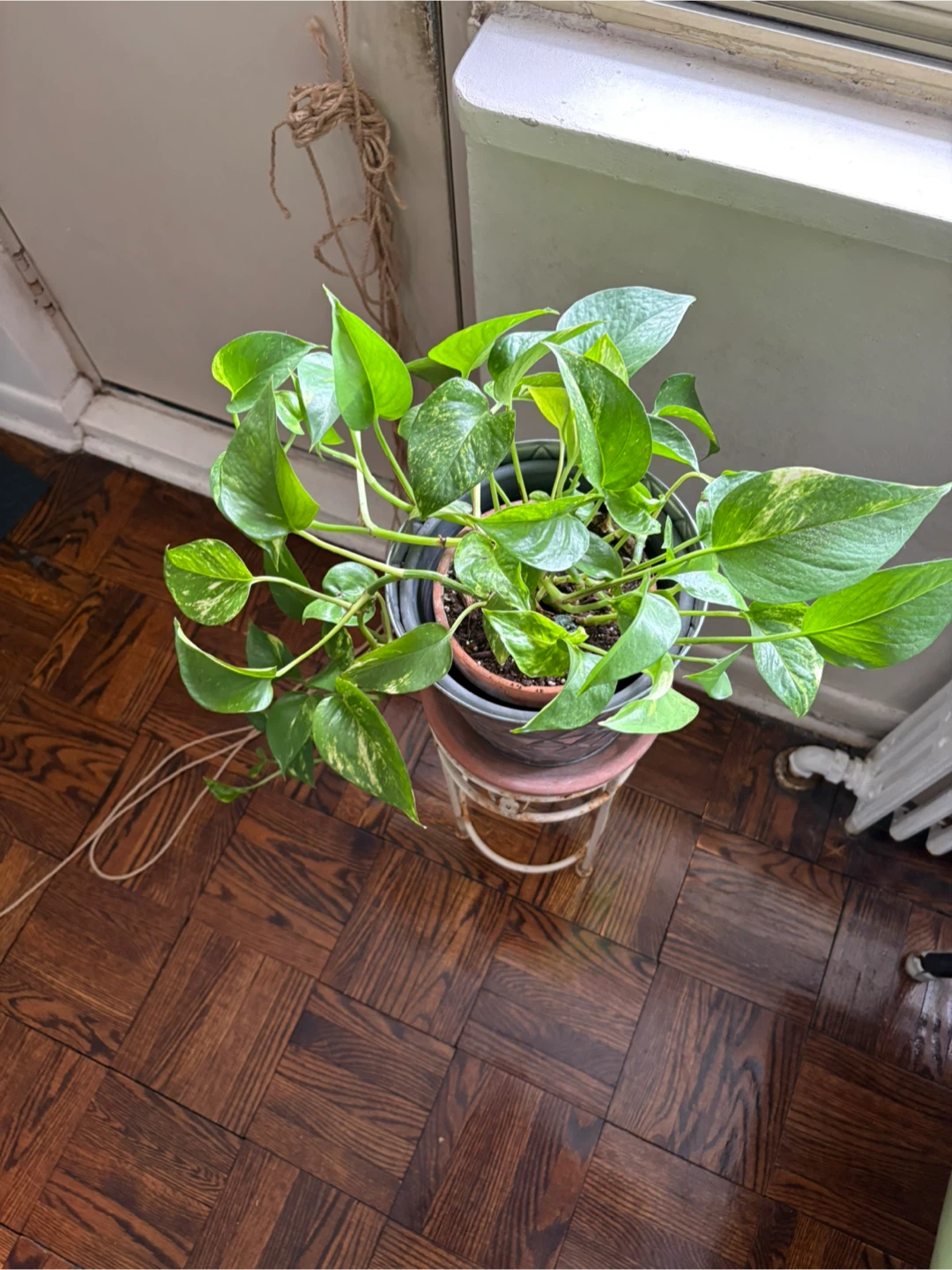 Pothos Plant in Pot - photo 3