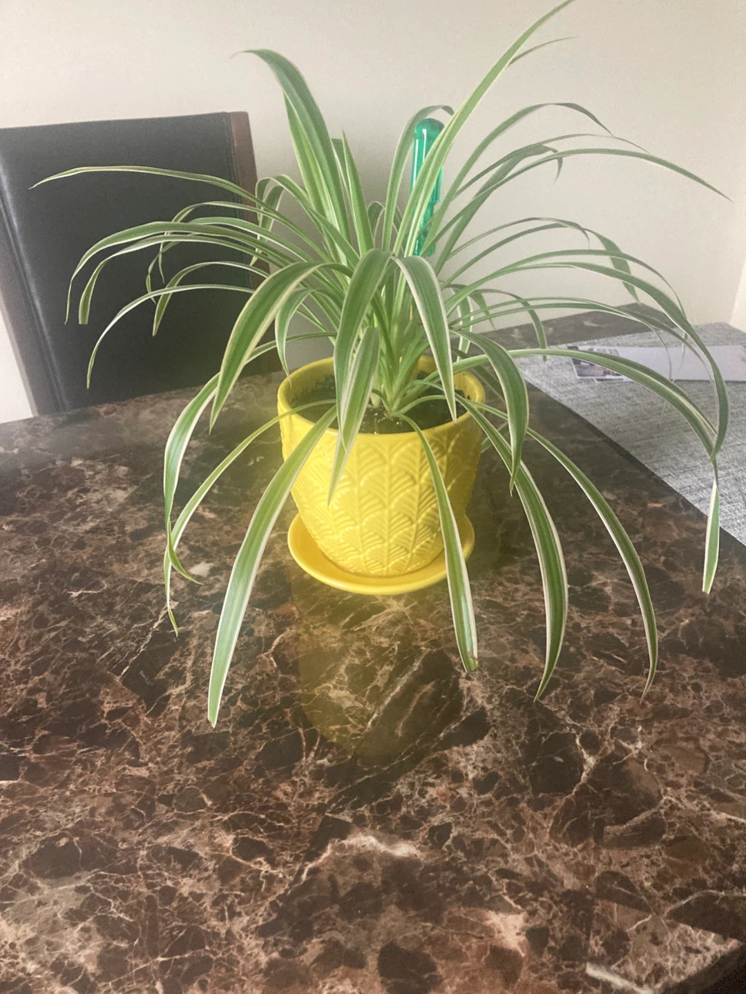 Spider Plant in Yellow Pot