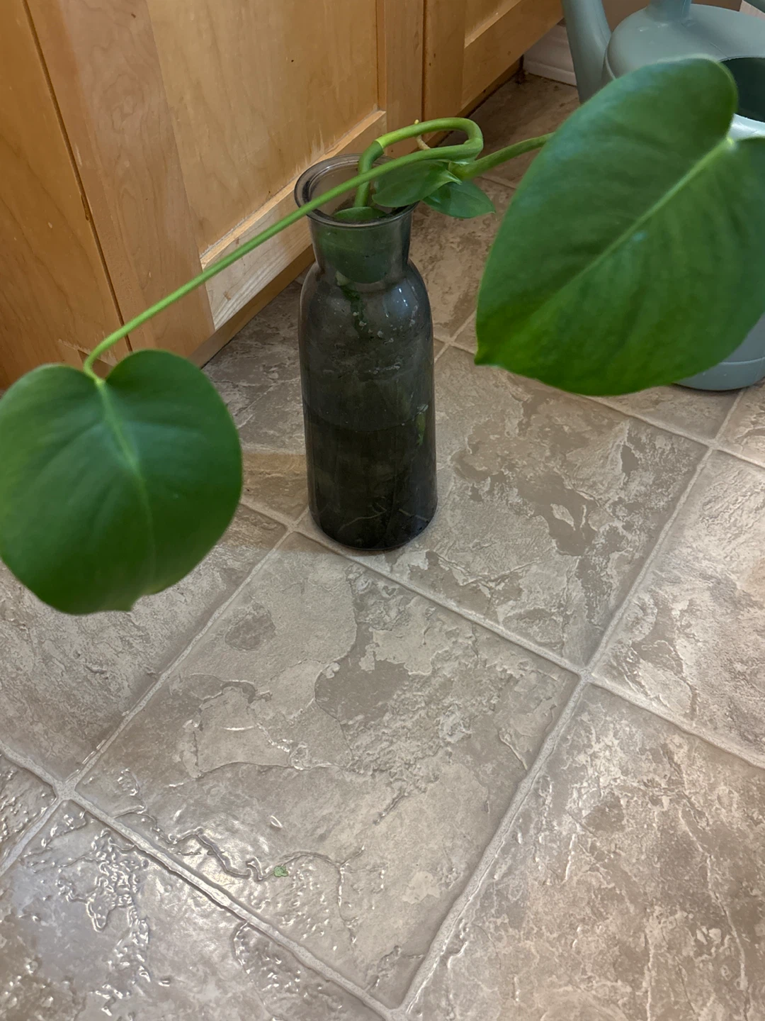 Monstera Plant Cutting in Glass Vase