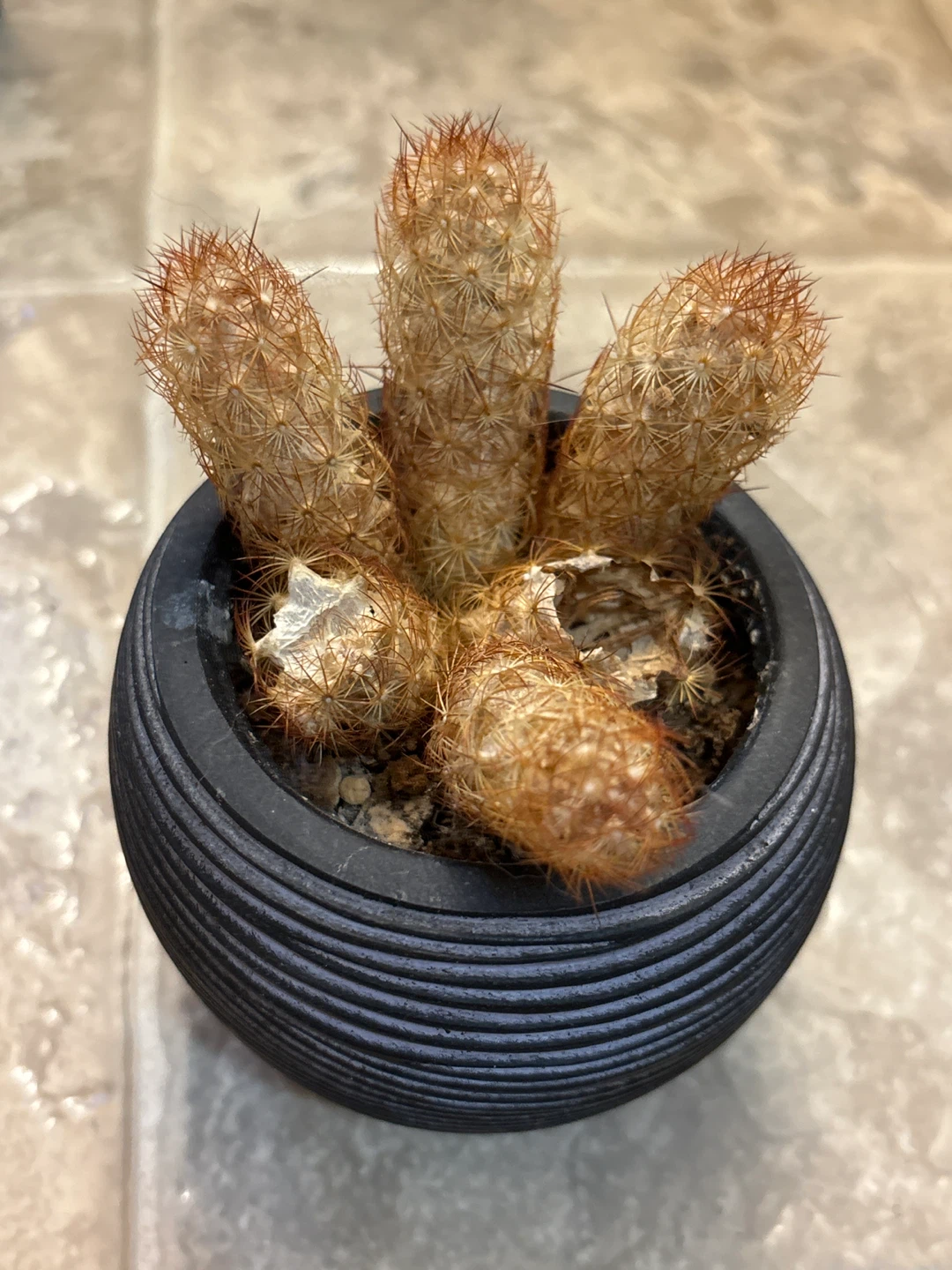 Cluster Cactus in Black Pot