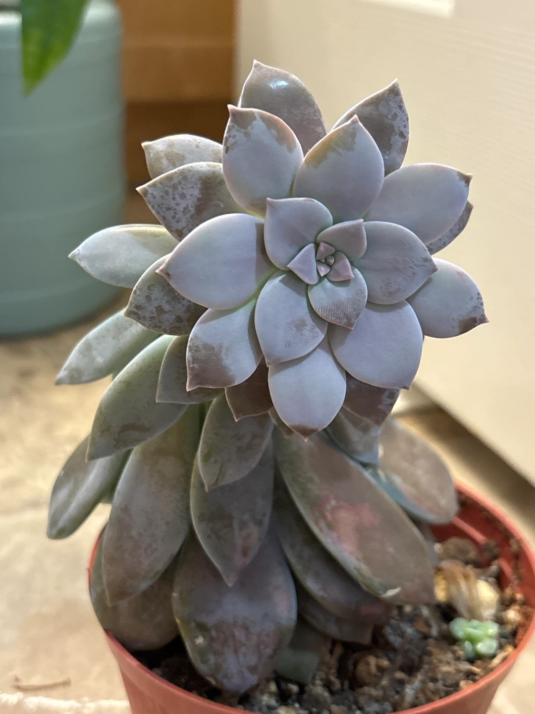 Succulent Plant in Pot