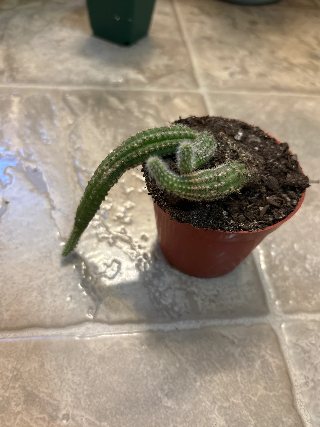 Rattlesnake Tail Cactus Plant