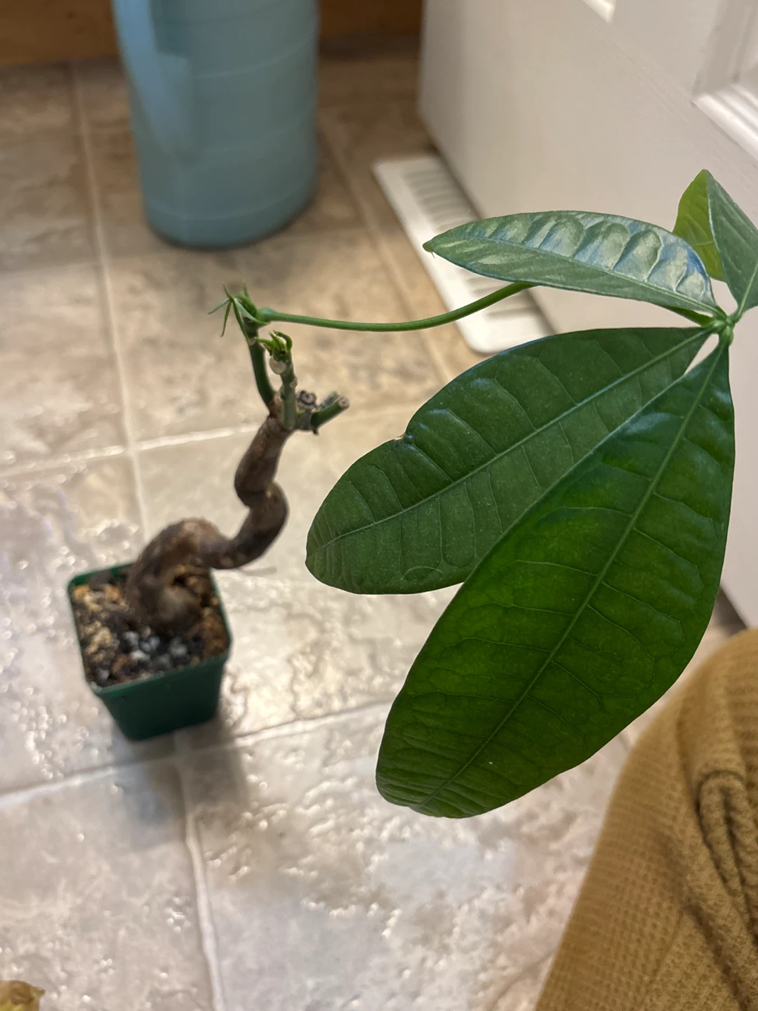 Money Tree Plant