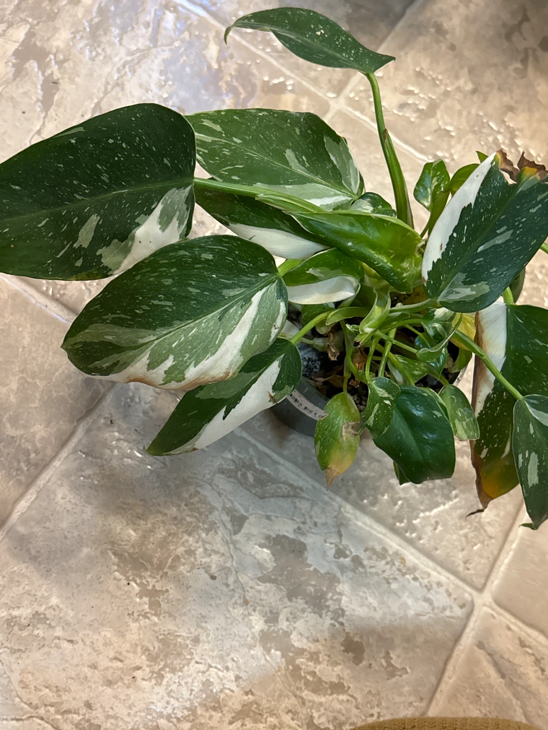 White Princess Philodendron Plant
