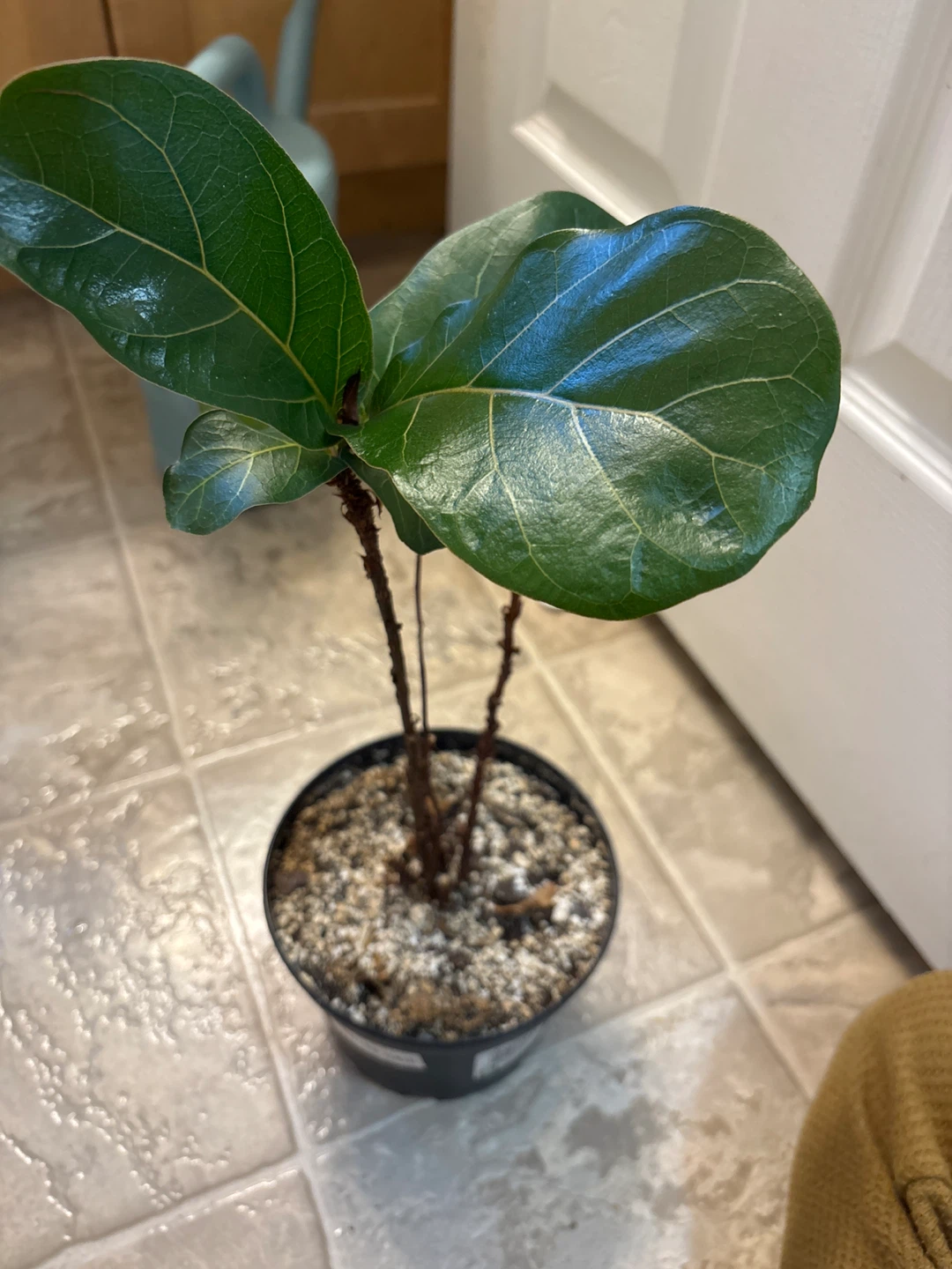 Fiddle Leaf Fig Plant