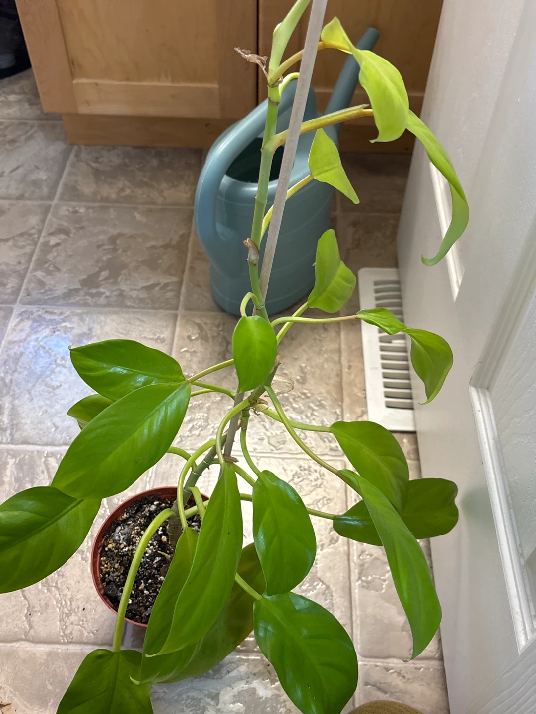 Established Philodendron Plant