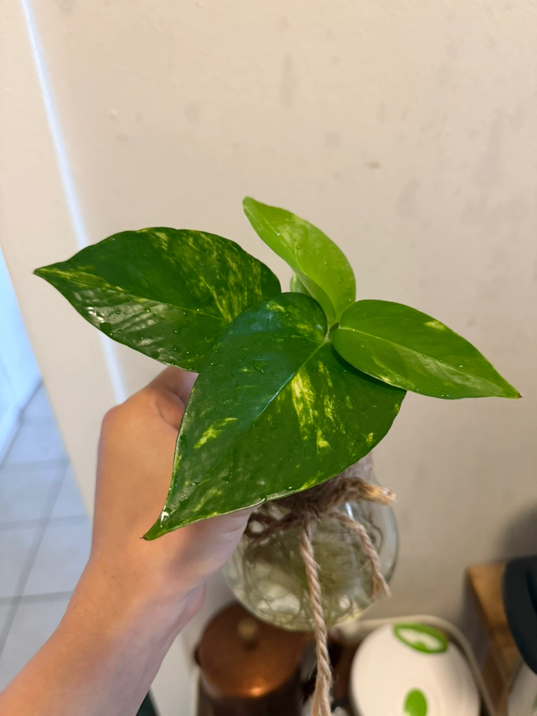 Pothos Plant Cutting in cute Glass Vase