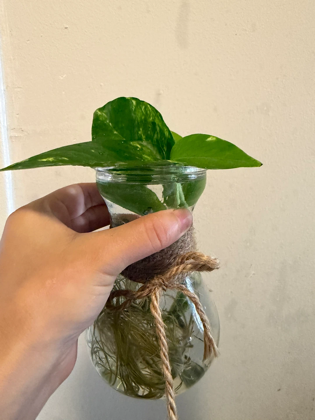 Pothos Plant Cutting in cute Glass Vase - photo 2