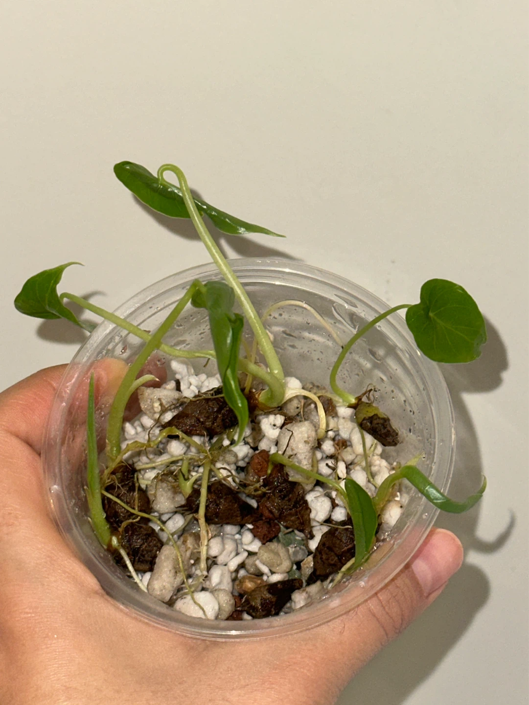 Alocasia Regal Shield Plant CORM