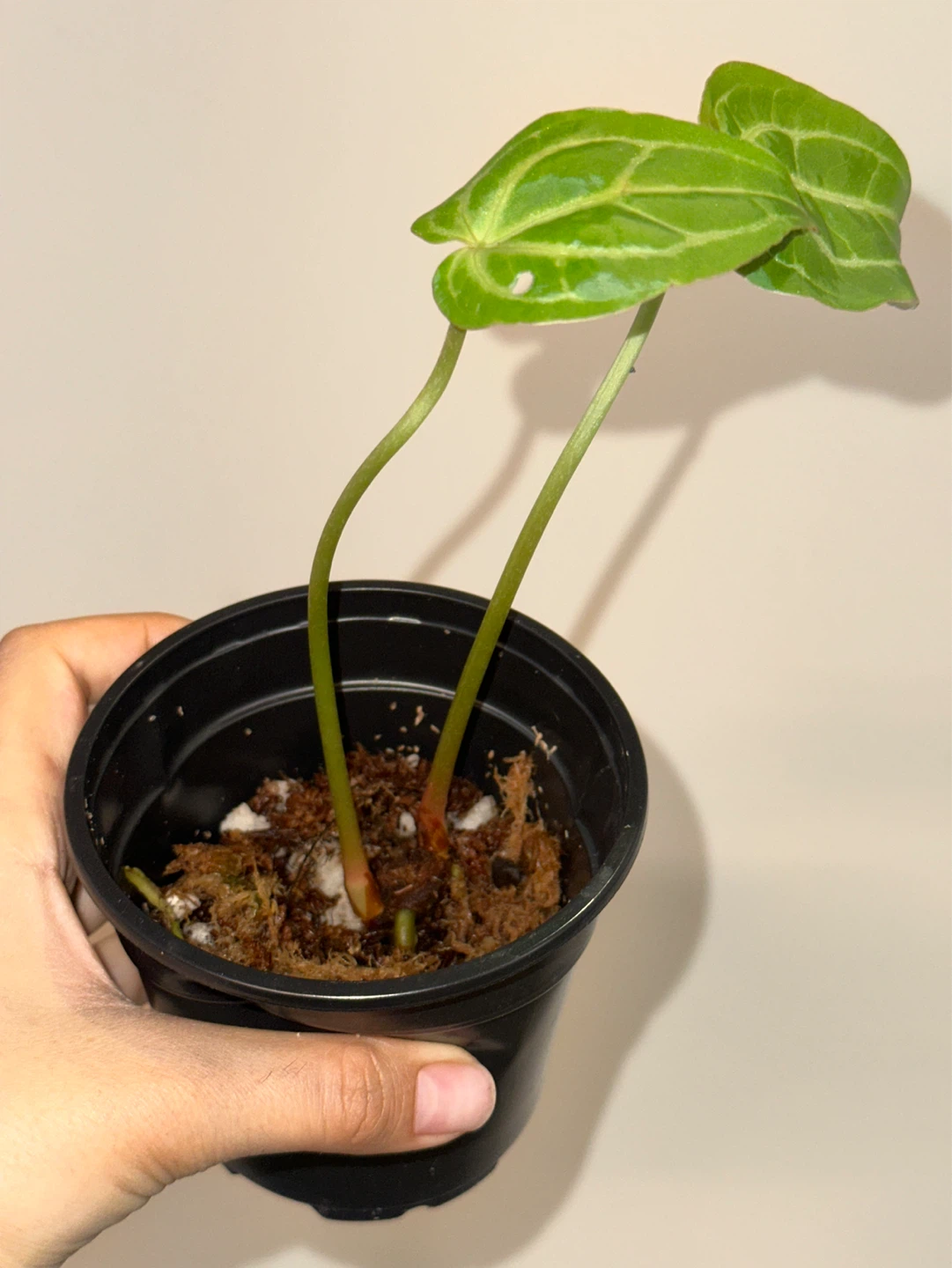 Anthurium Plant - photo 3