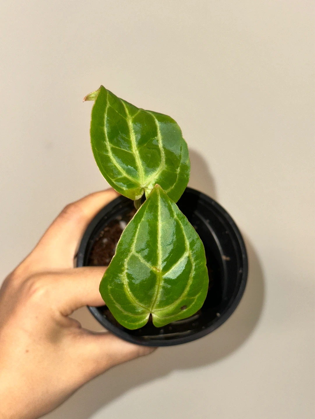Anthurium Plant