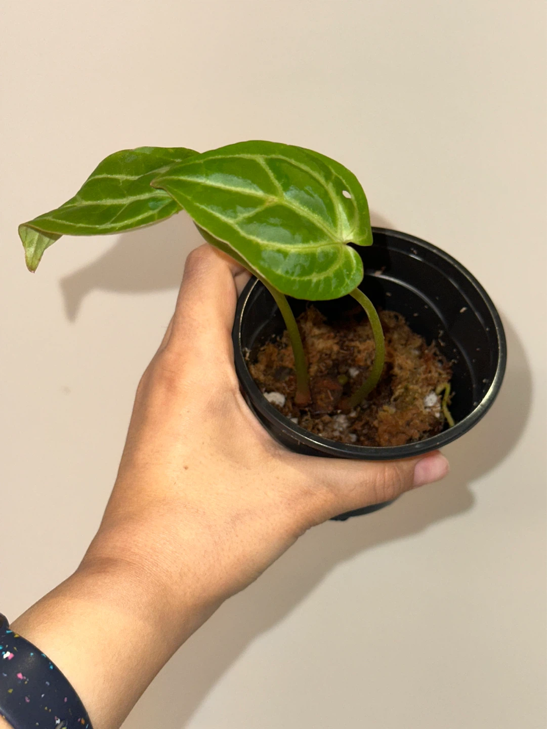 Anthurium Plant - photo 2
