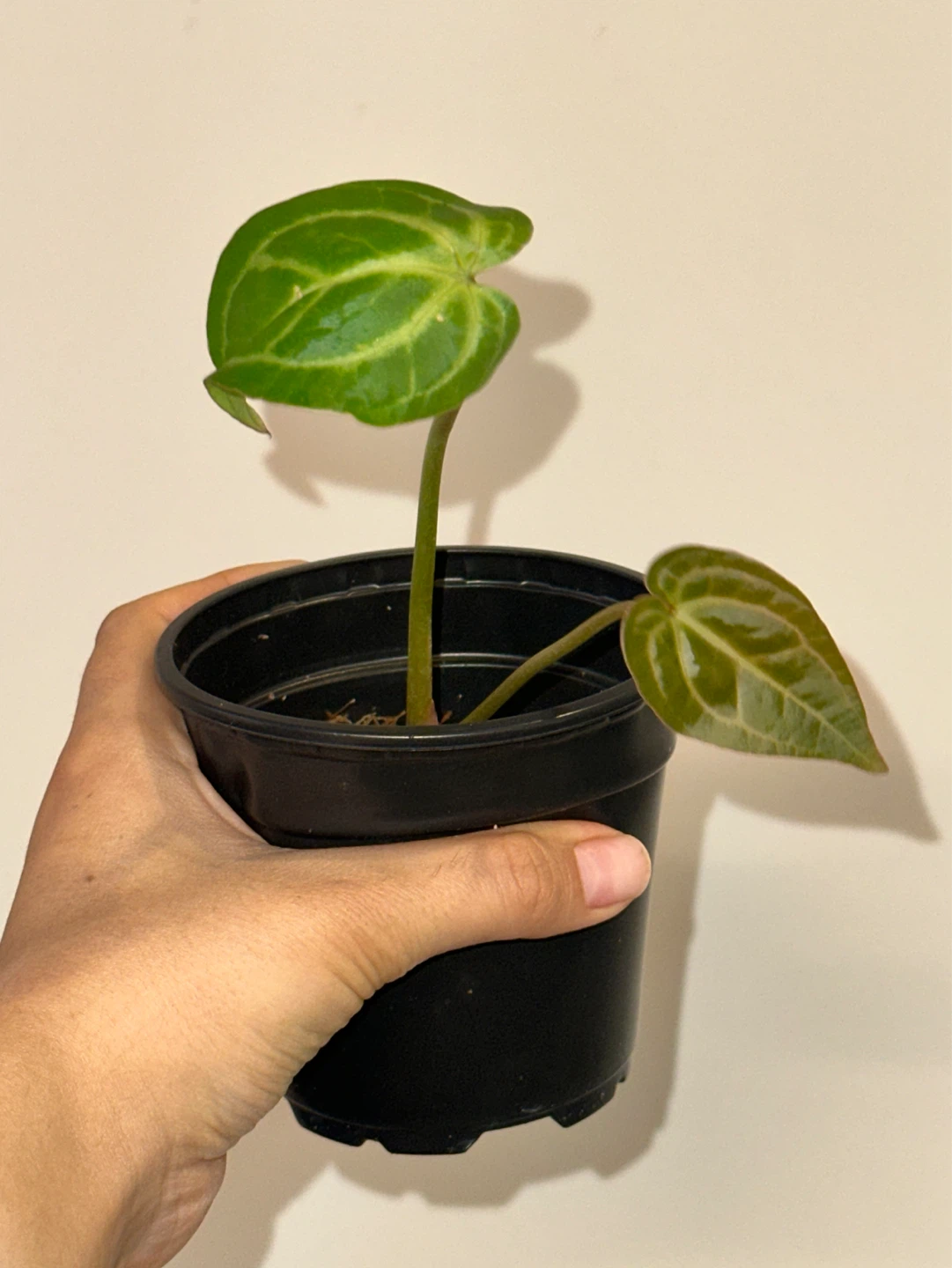 Anthurium Plant - photo 2