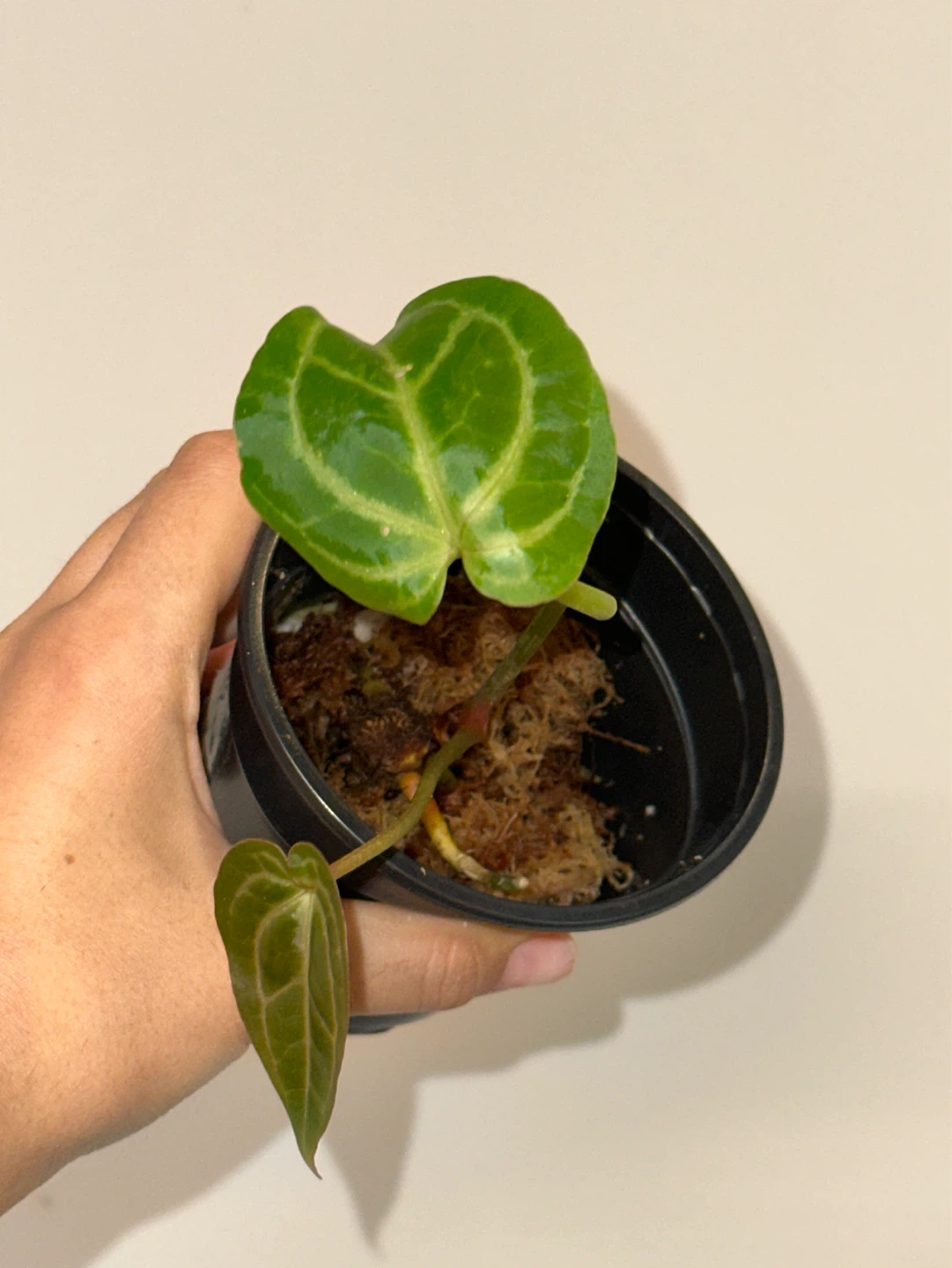 Anthurium Plant