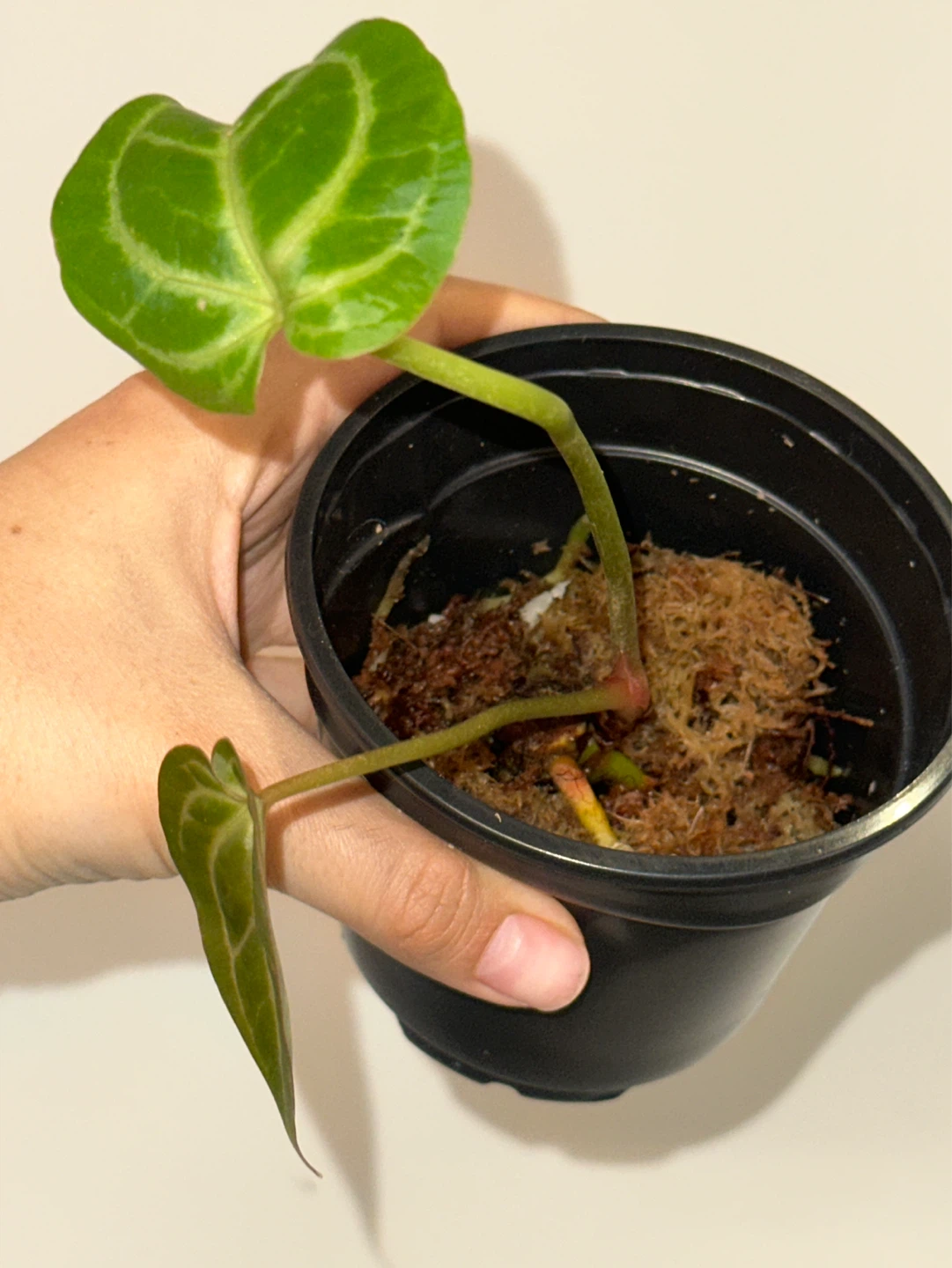 Anthurium Plant - photo 3