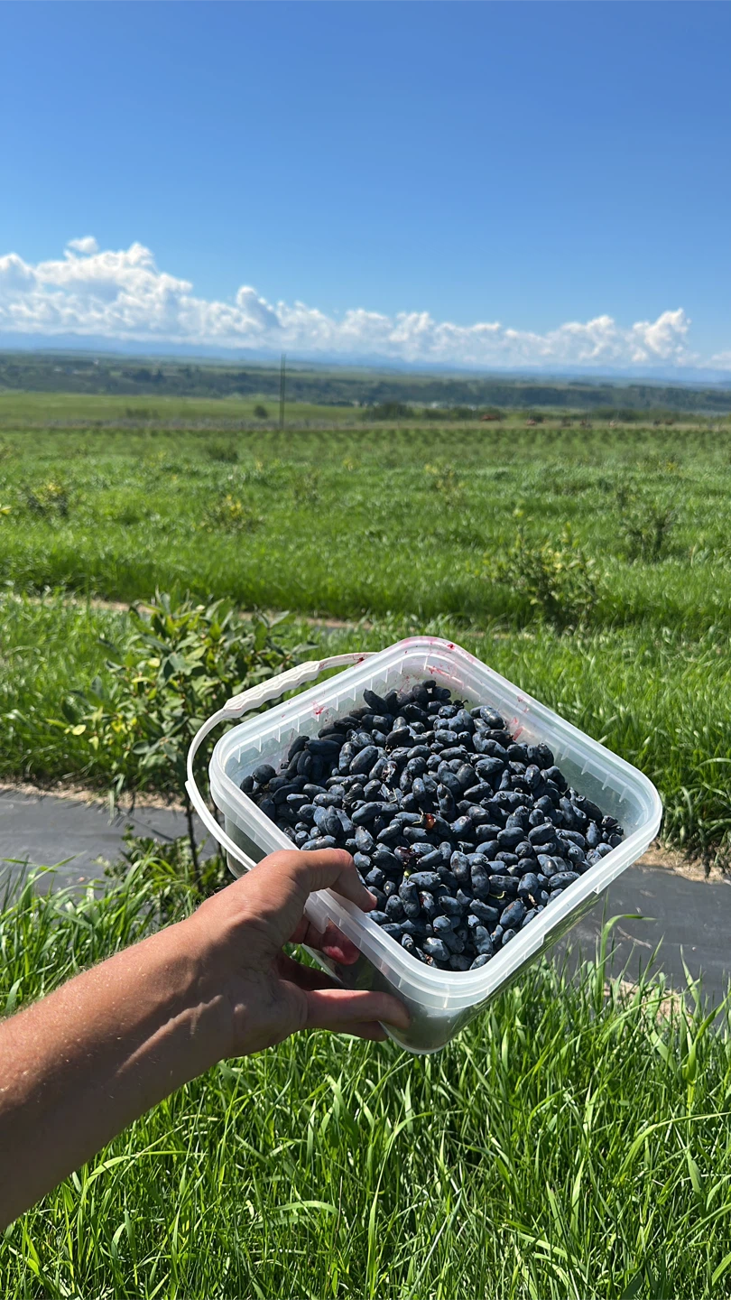 U-Pick Organic Haskap Berries — Calgary’s Best Kept Secret - photo 4