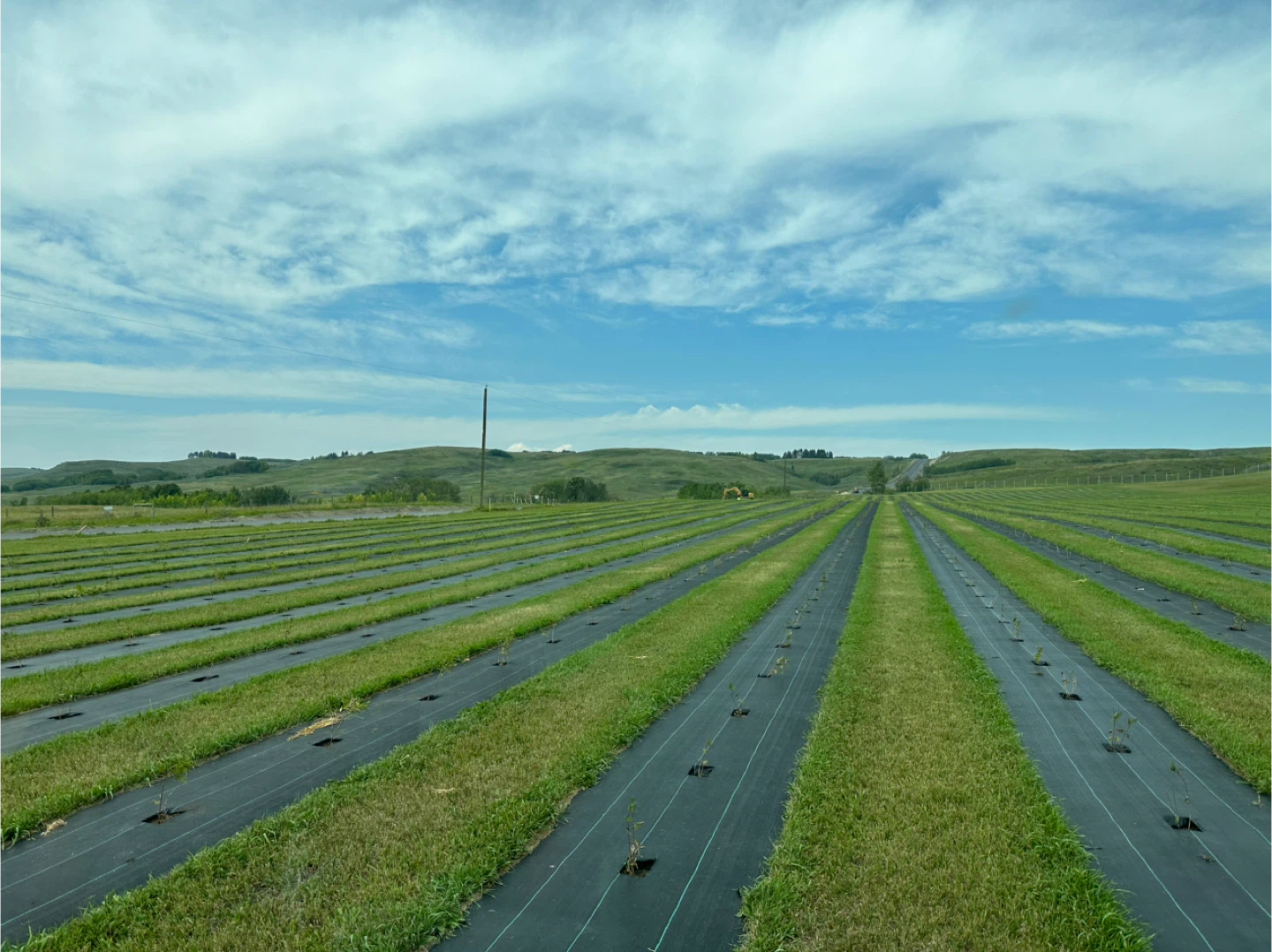 U-Pick Organic Haskap Berries — Calgary’s Best Kept Secret - photo 2