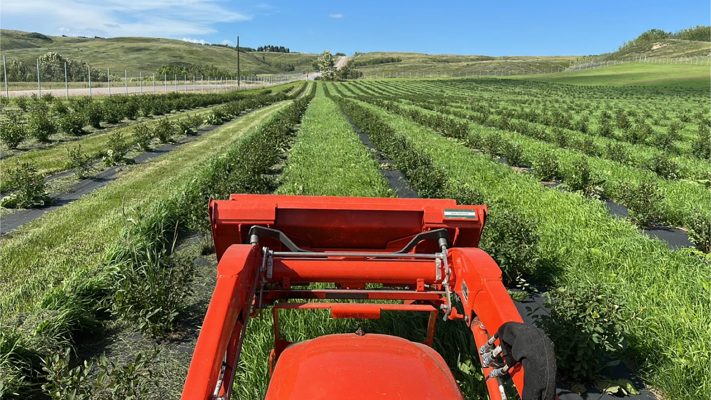 U-Pick Organic Haskap Berries — Calgary’s Best Kept Secret - photo 3
