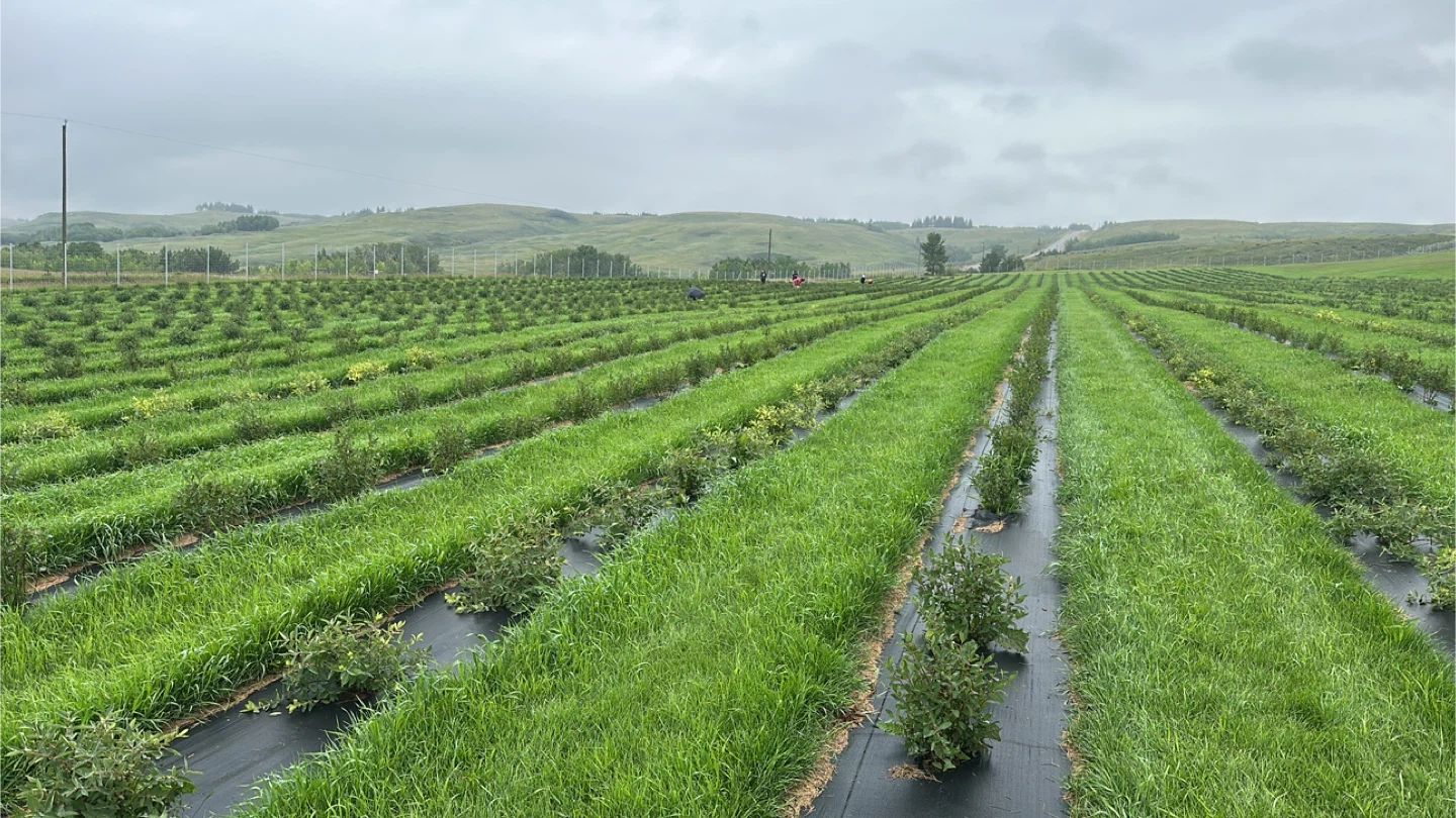 U-Pick Organic Haskap Berries — Calgary’s Best Kept Secret - photo 5