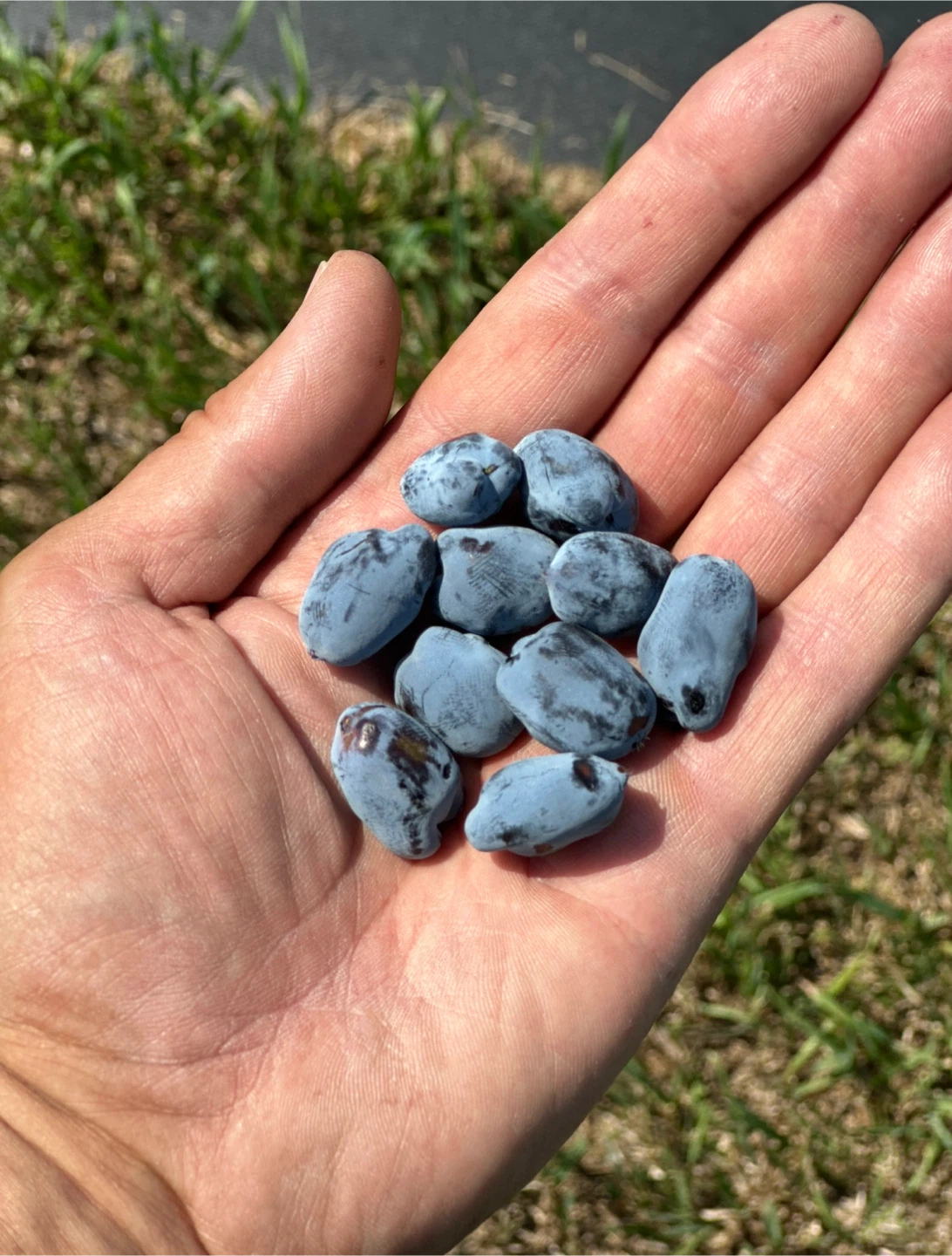 U-Pick Organic Haskap Berries — Calgary’s Best Kept Secret