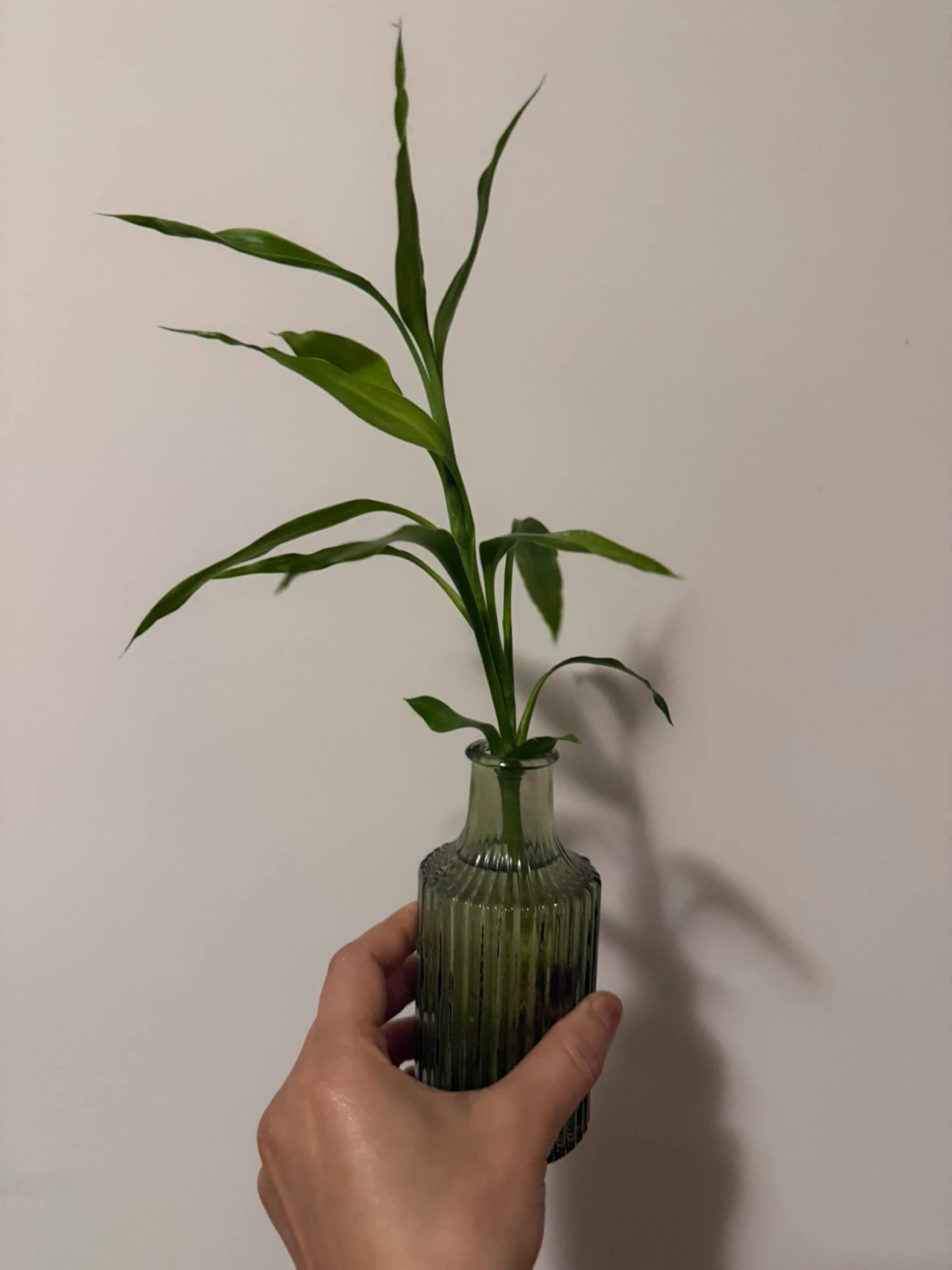 Lucky Bamboo Plant in Green Glass Vase - photo 2