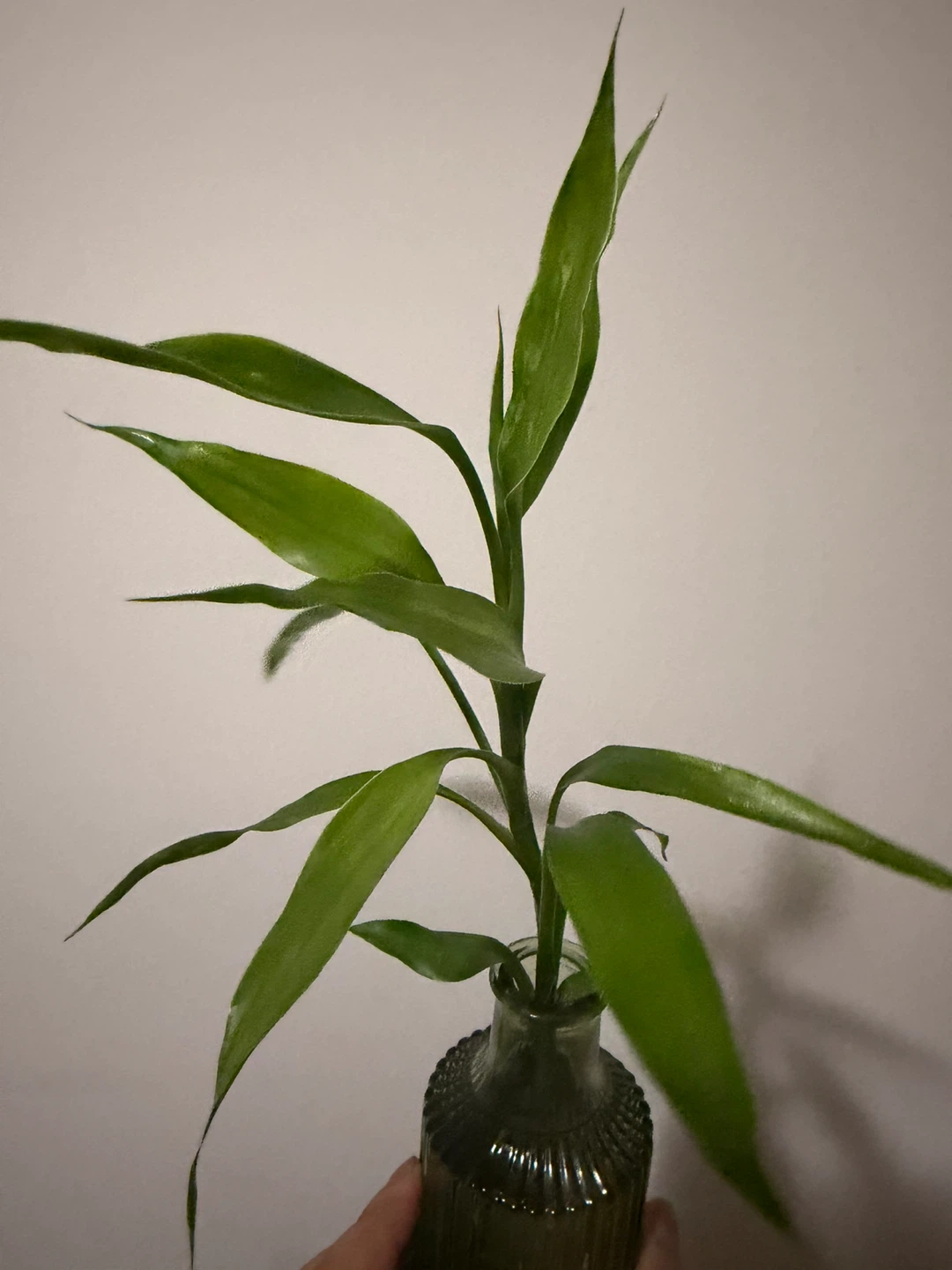 Lucky Bamboo Plant in Green Glass Vase