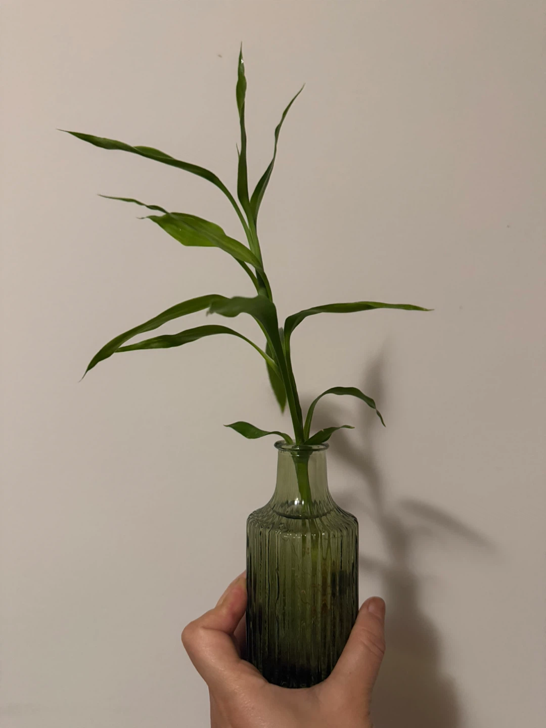 Lucky Bamboo Plant in Green Glass Vase - photo 3