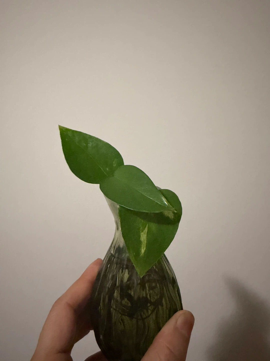 Pothos Plant Cutting in Glass Vase