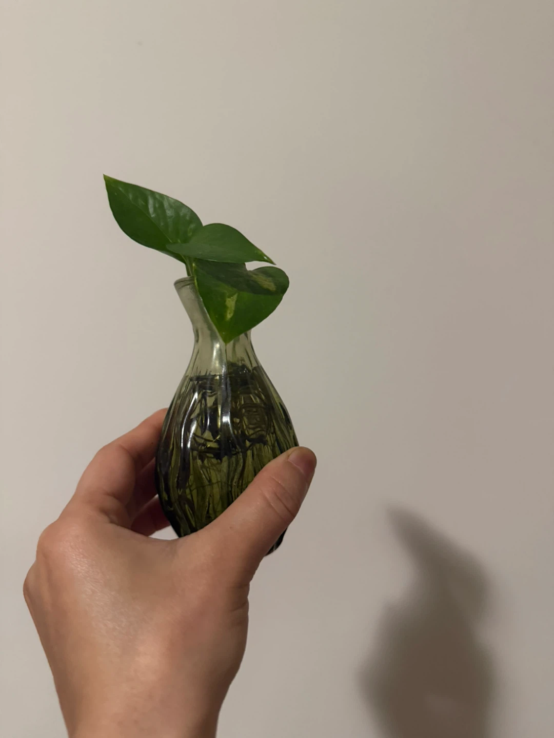 Pothos Plant Cutting in Glass Vase - photo 2