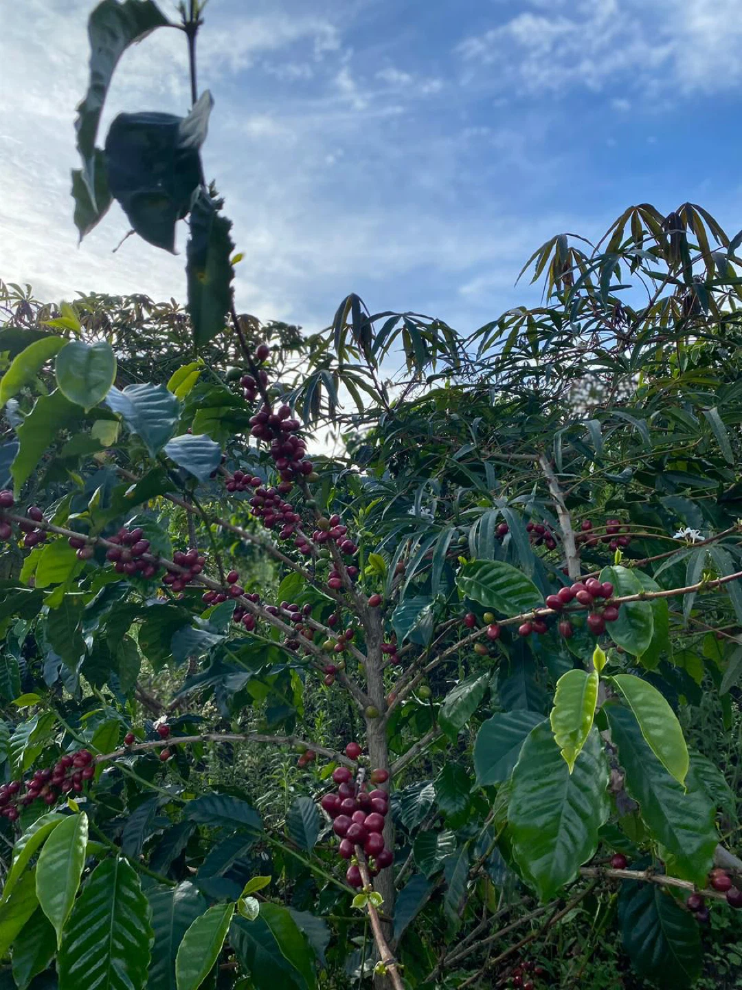 The Southern Peak Premium Colombian Coffee - Medium Roast - photo 2