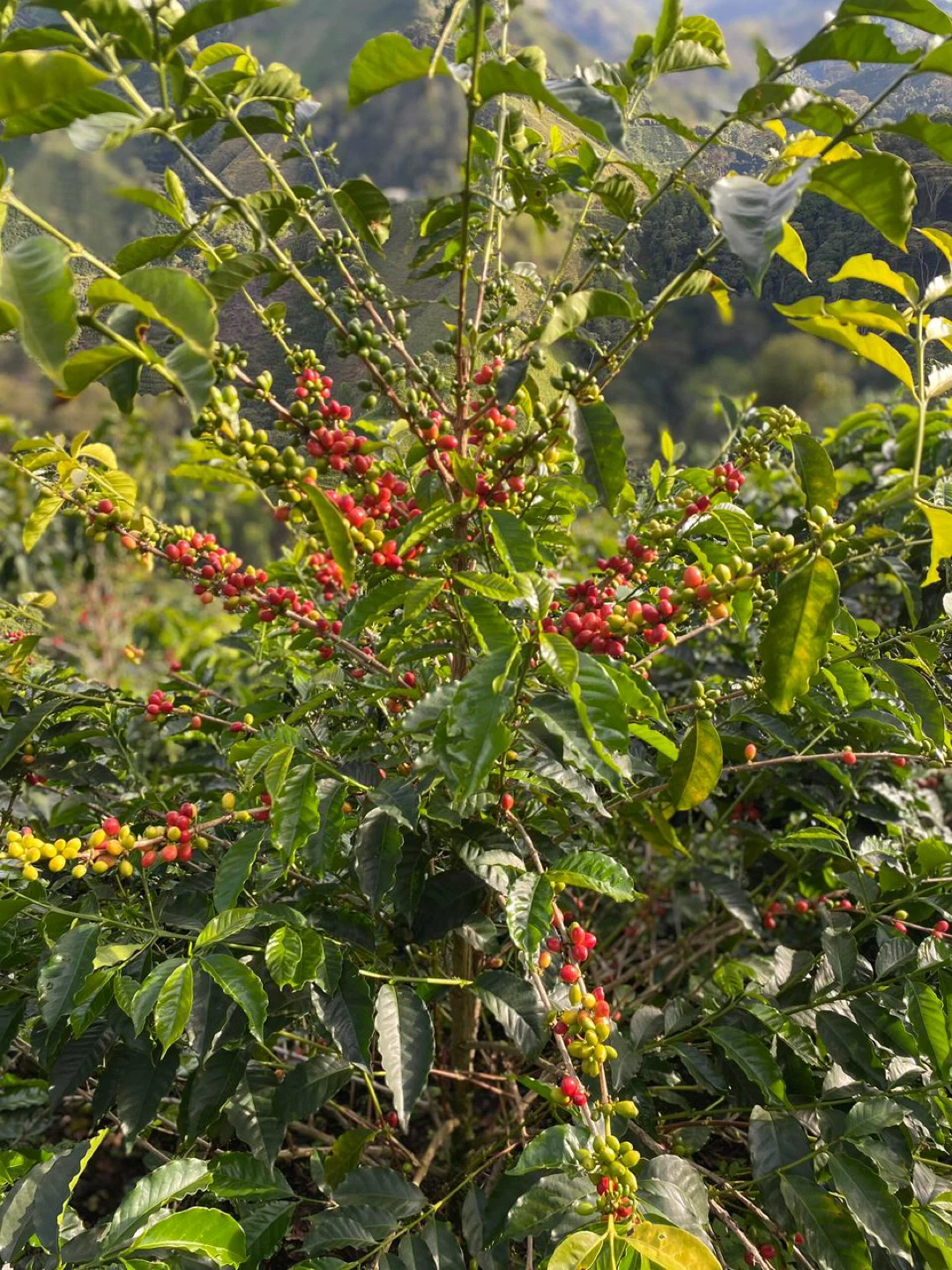 The Southern Peak Premium Colombian Coffee - Medium Roast