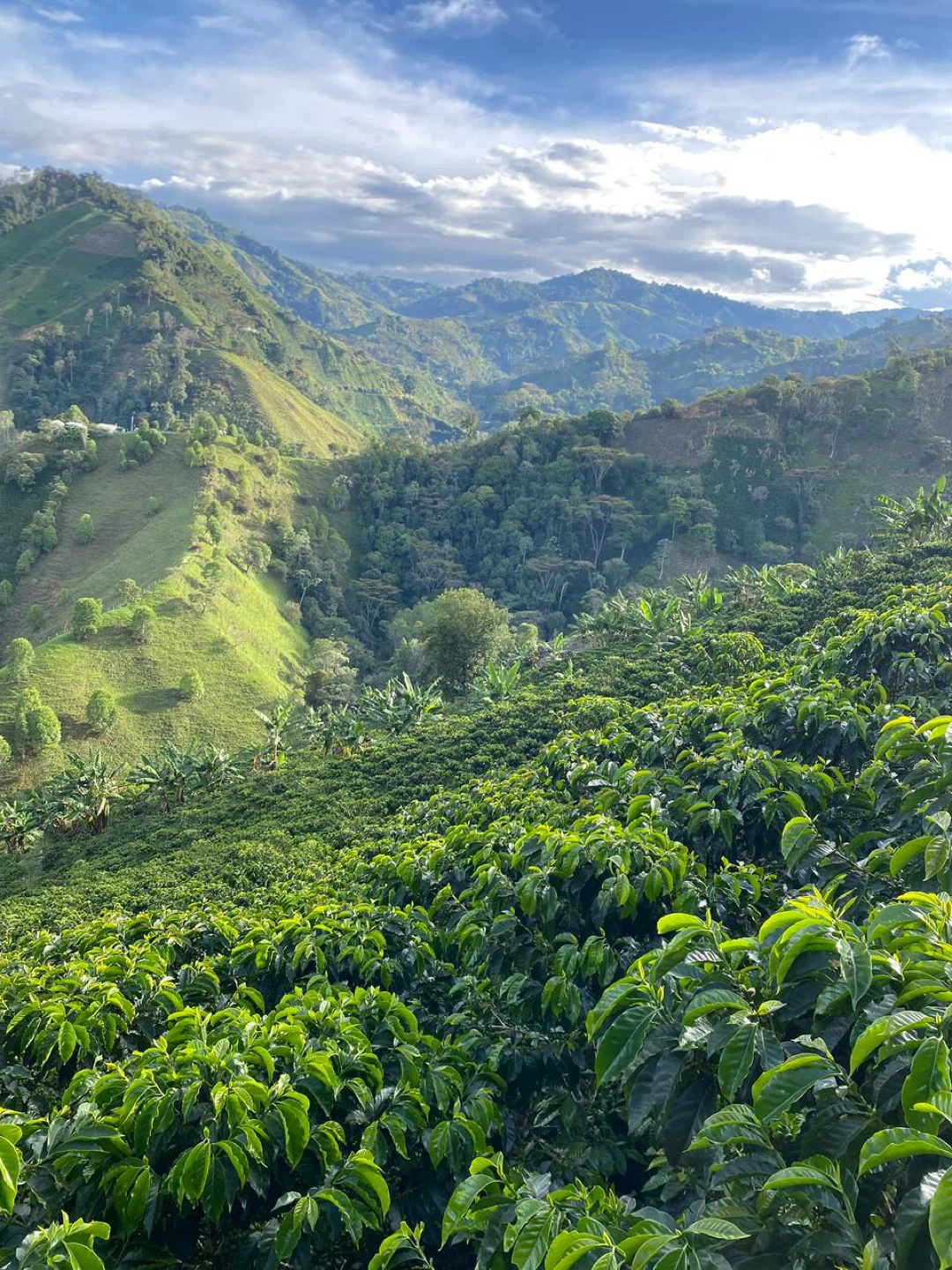 The Southern Peak Premium Colombian Coffee - Medium Roast - photo 3