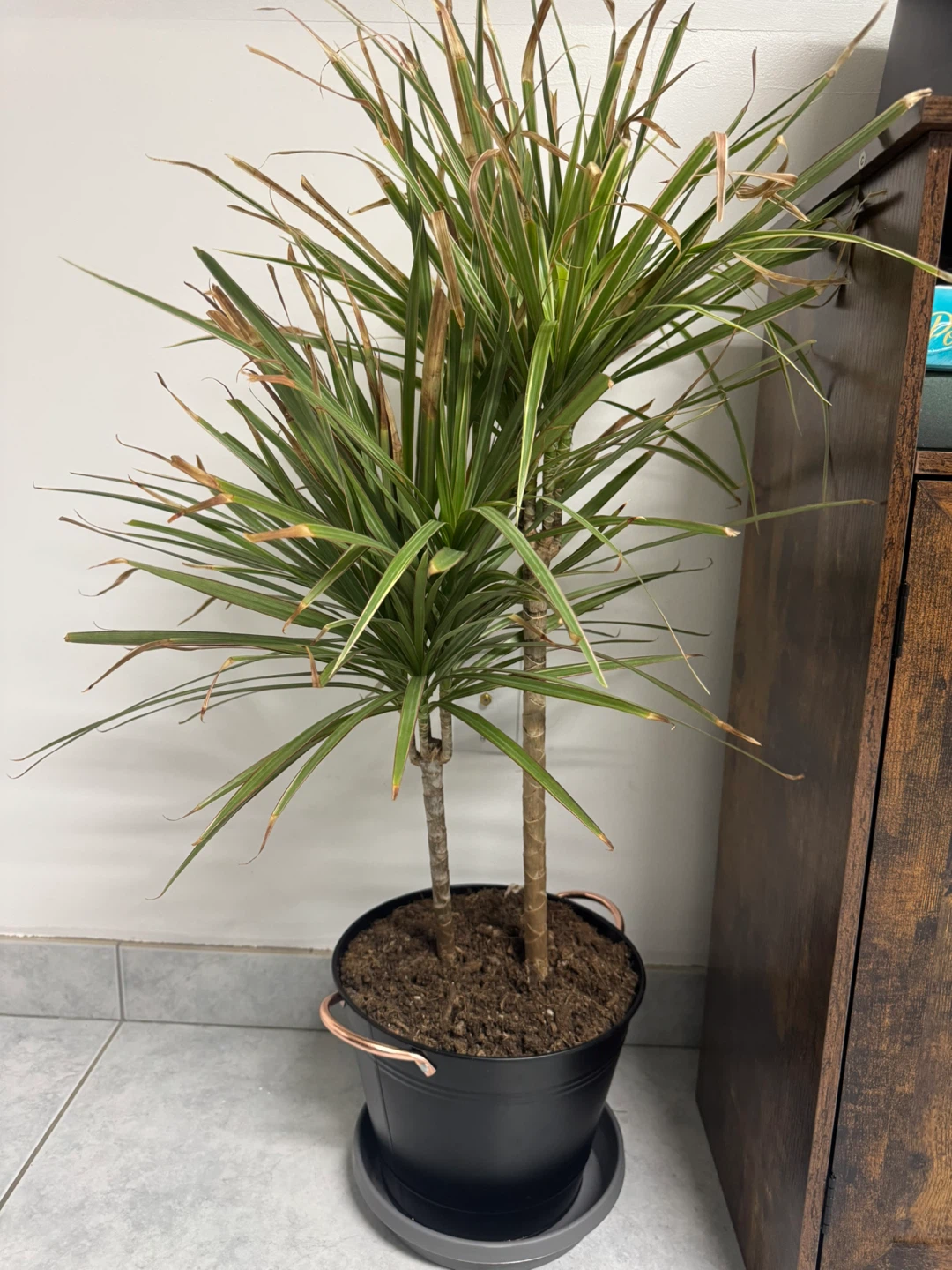 2 Black Plant Pot