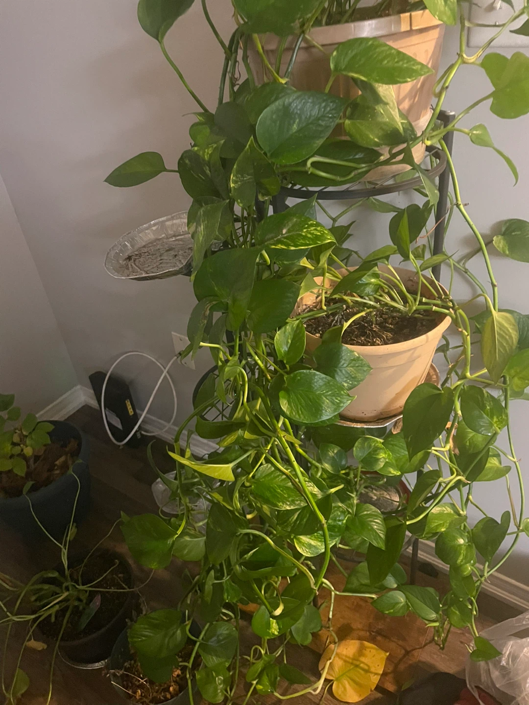 Pothos Plant - photo 2