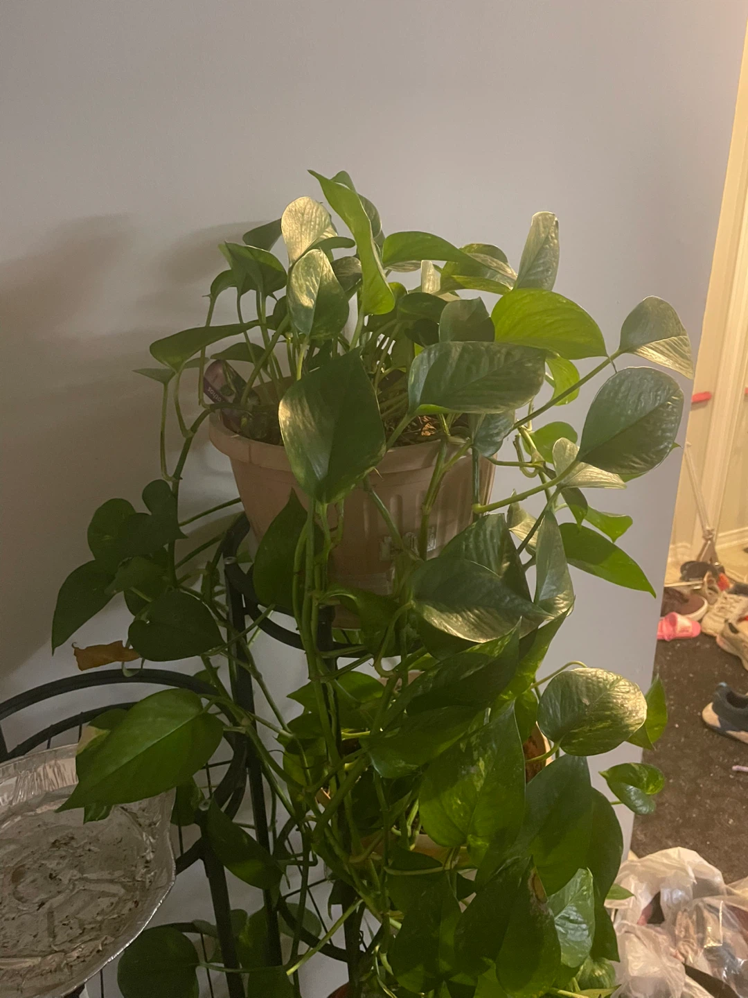 Pothos Plant