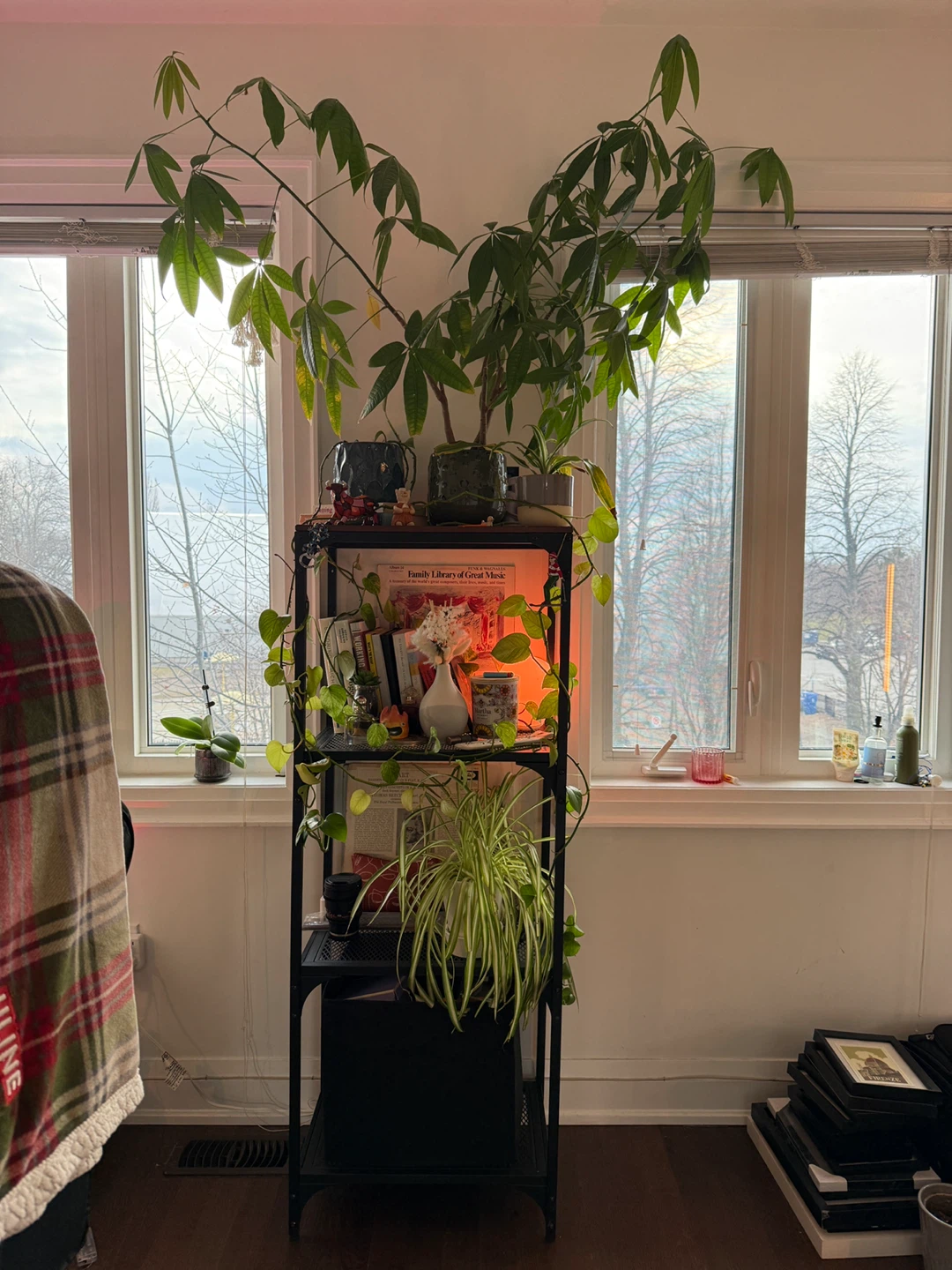 Shelf Unit