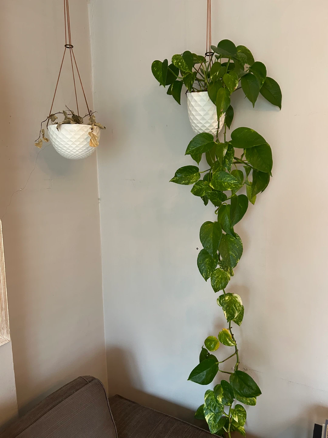 Pothos Plant in White Geometric Hanging Planter - photo 2