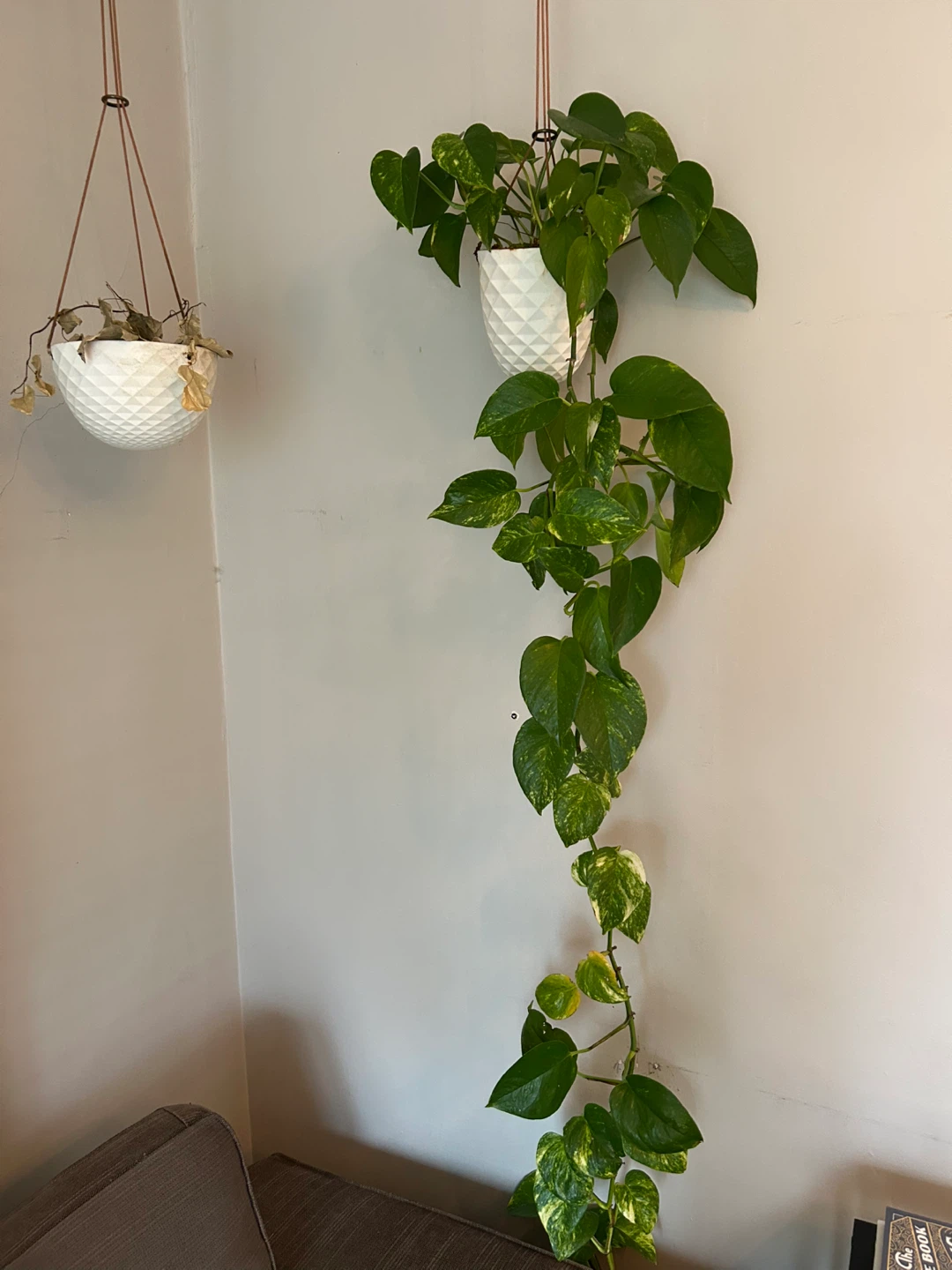 Pothos Plant in White Geometric Hanging Planter - photo 3