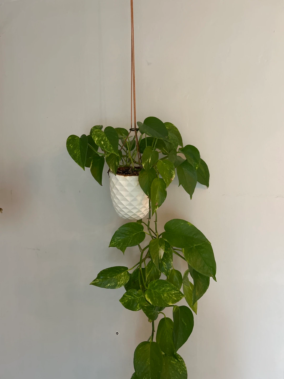 Pothos Plant in White Geometric Hanging Planter