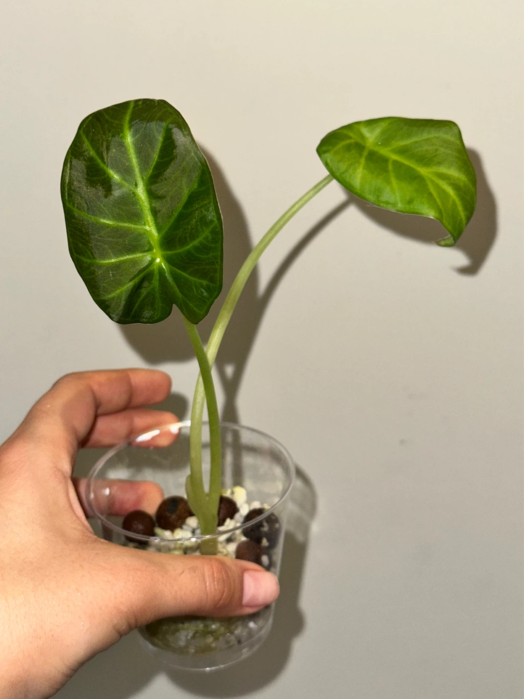 Alocasia Regal Shield Plant