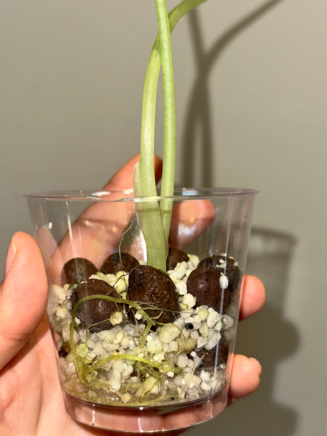 Alocasia Regal Shield Plant - photo 3