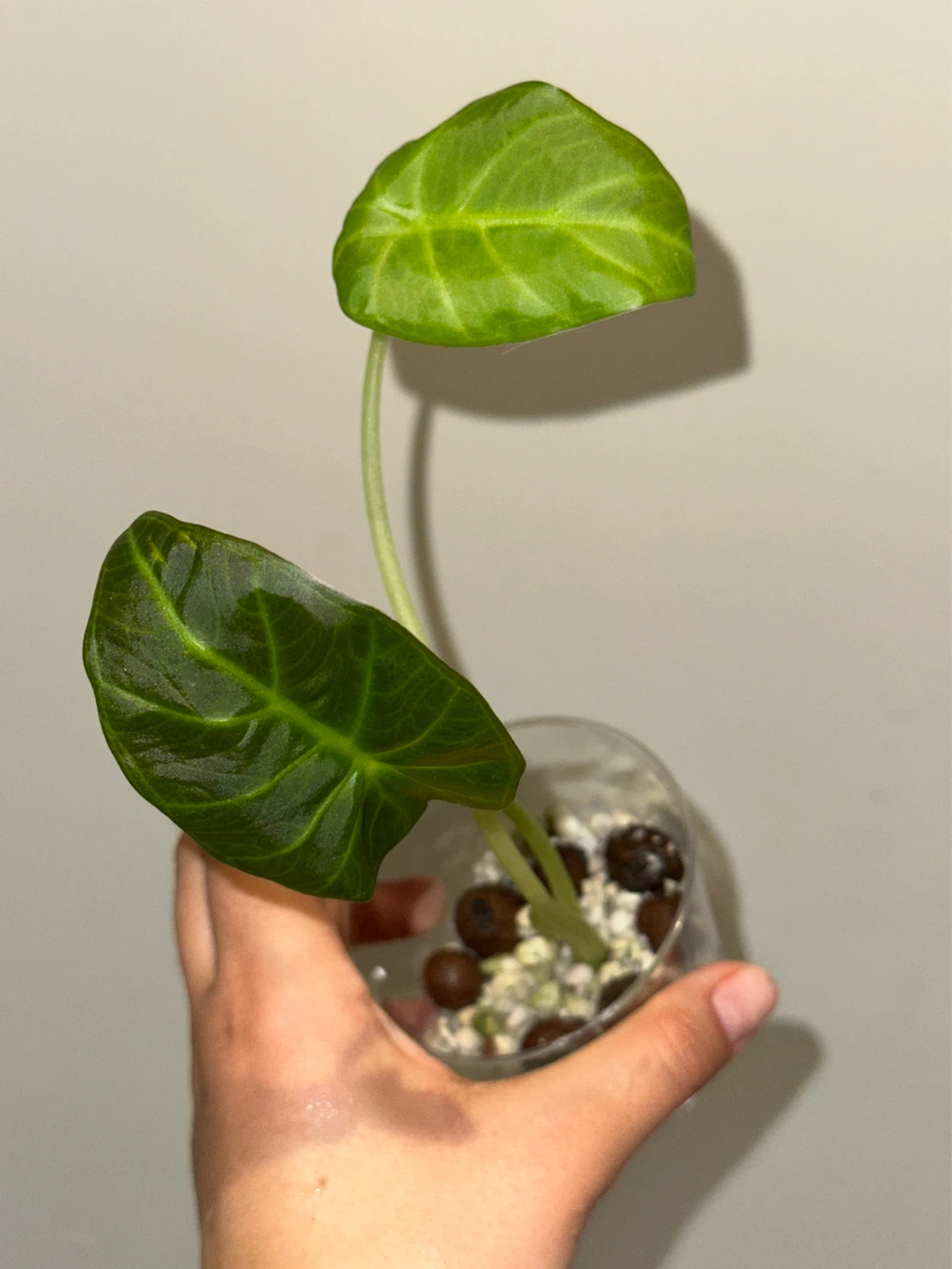 Alocasia Regal Shield Plant - photo 2