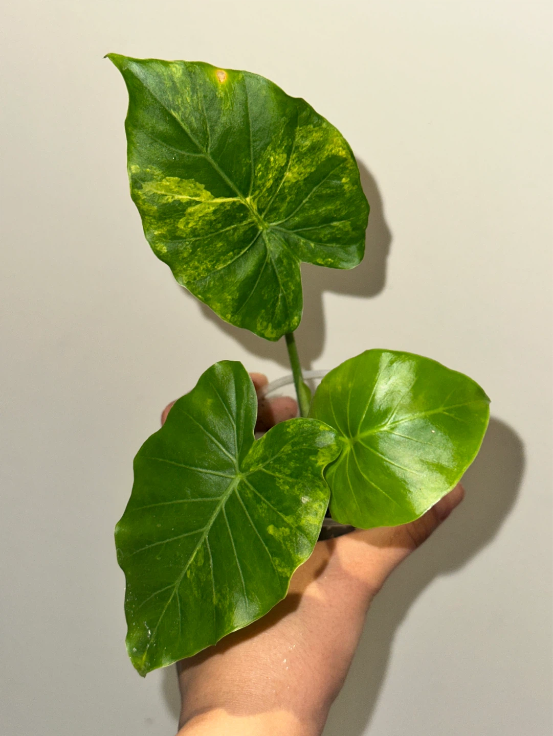 Alocasia Gaganea Aurea Plant