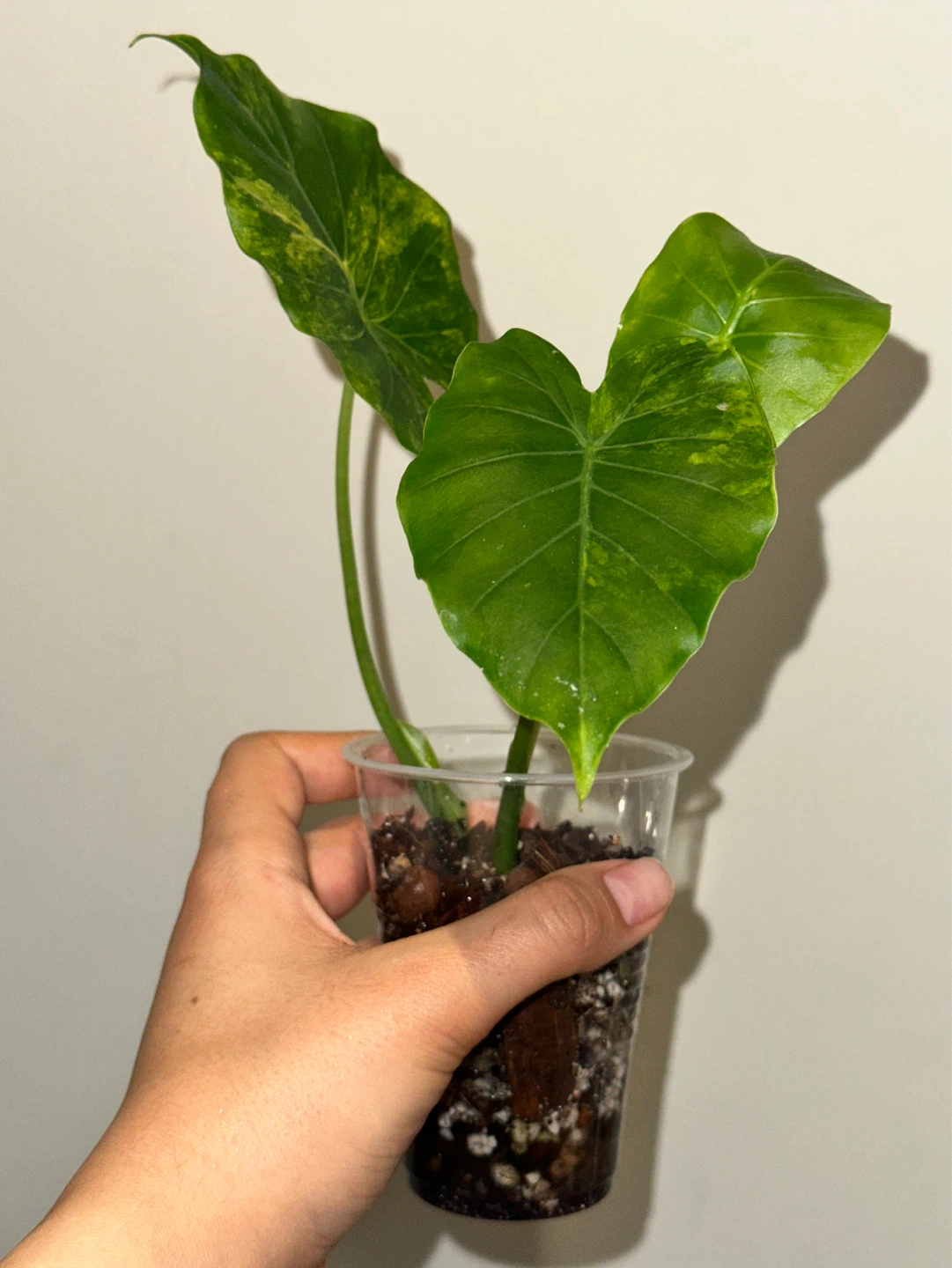 Alocasia Gaganea Aurea Plant - photo 2