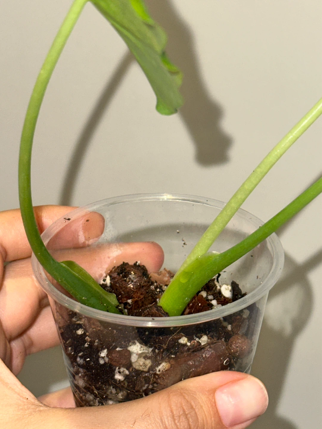 Alocasia Gaganea Aurea Plant - photo 3