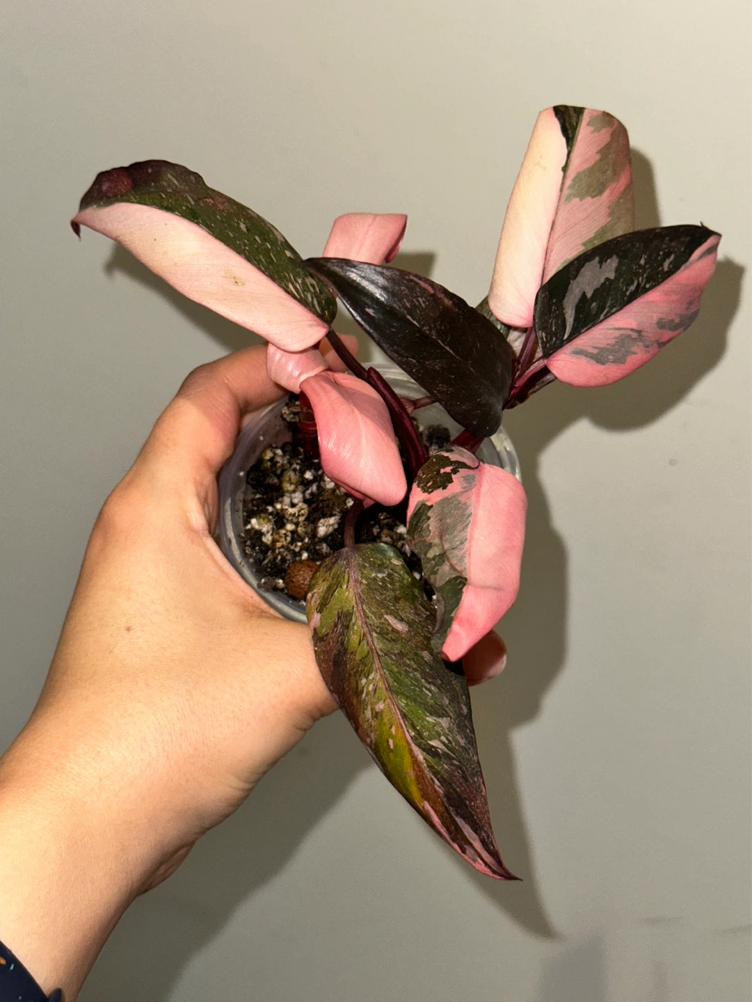 Philodendron Pink Princess Galaxy Plant