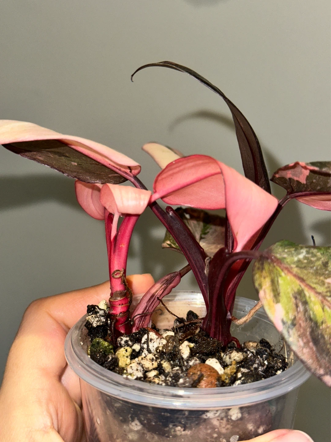 Philodendron Pink Princess Galaxy Plant - photo 3