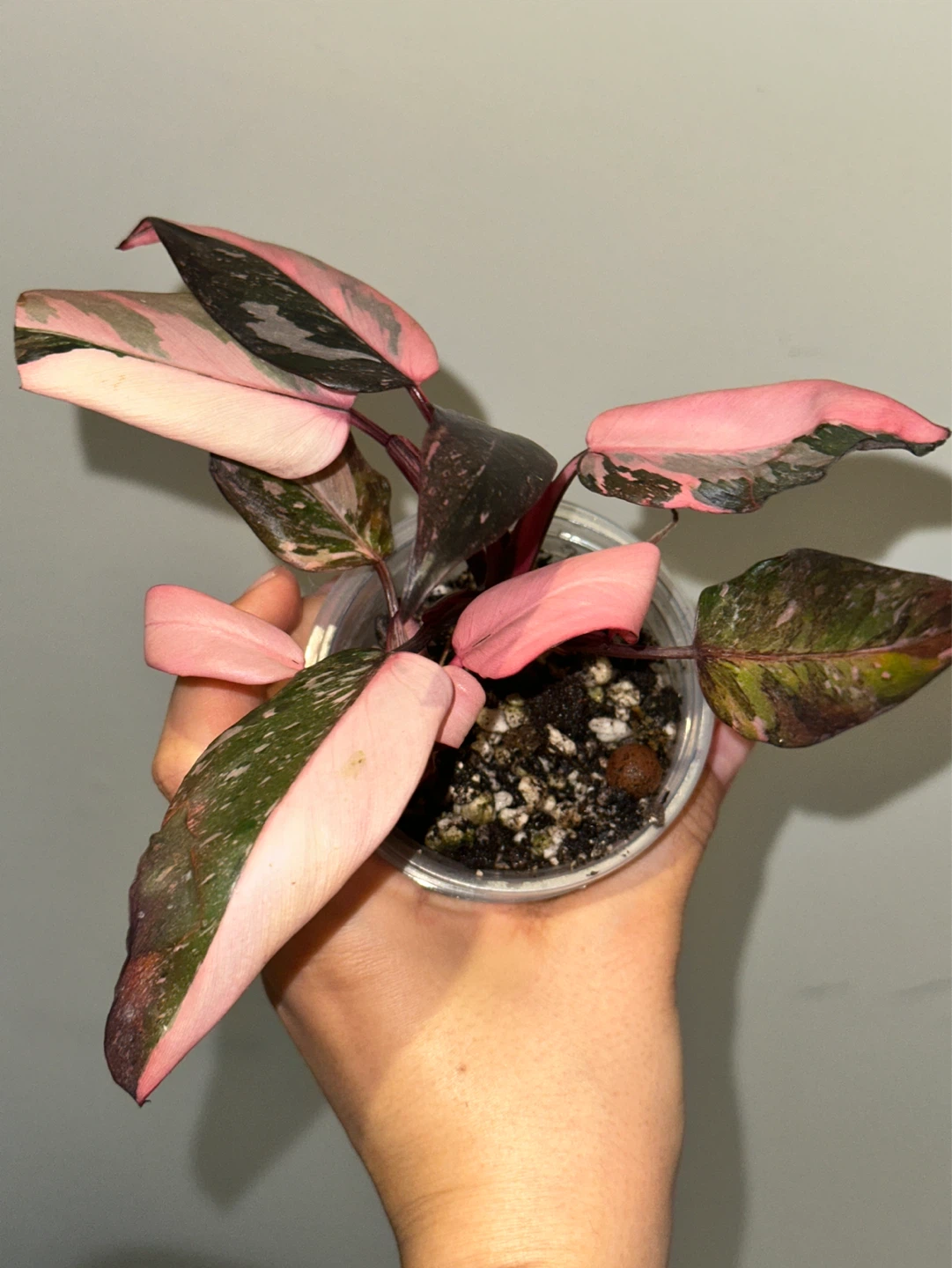 Philodendron Pink Princess Galaxy Plant - photo 2